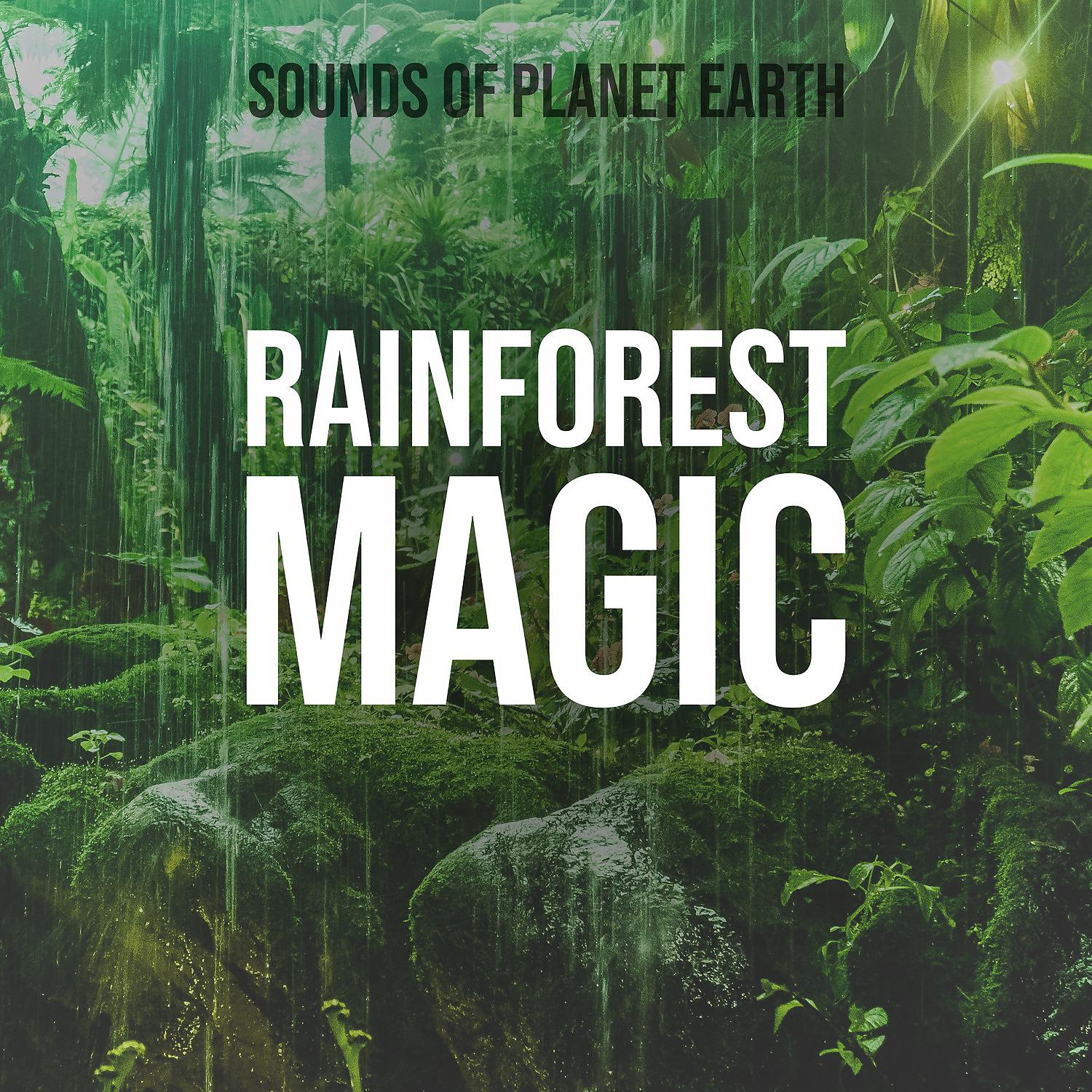 Постер альбома Rainforest Magic