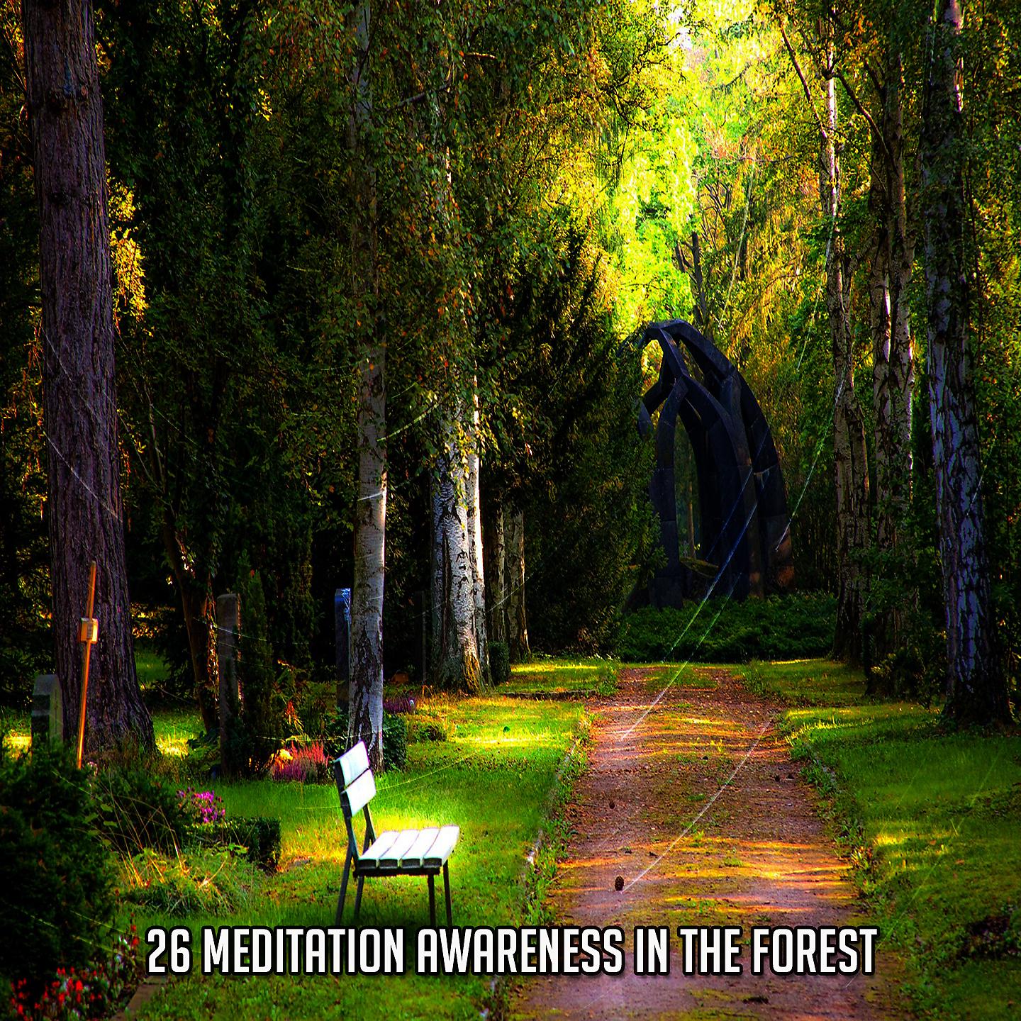 Постер альбома 26 Осознание медитации в лесу