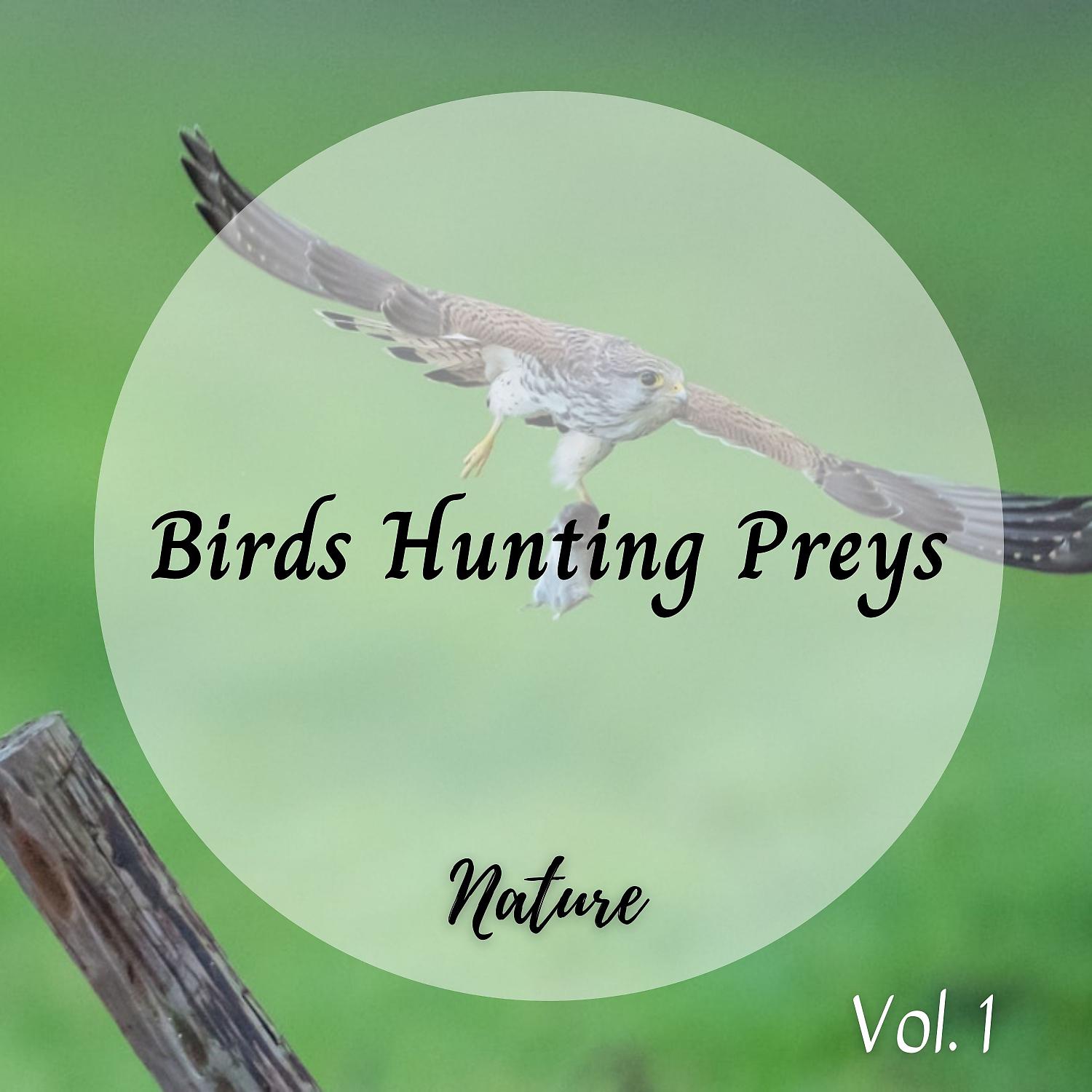 Постер альбома Nature: Birds Hunting Preys Vol. 1