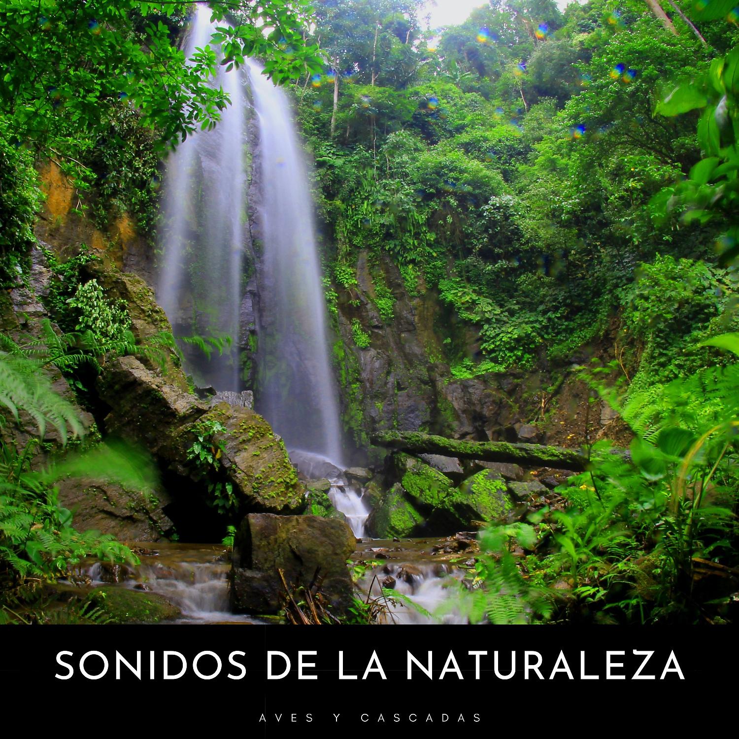 Постер альбома Sonidos De La Naturaleza: Aves y Cascadas
