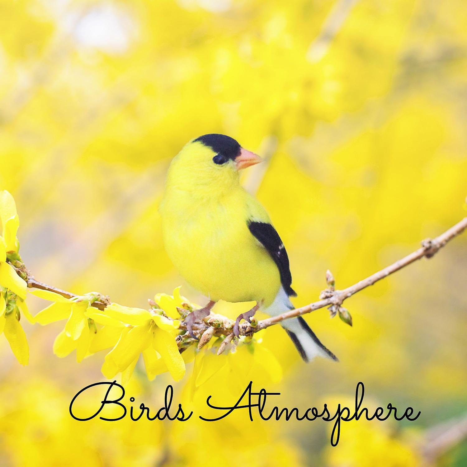 Постер альбома Birds Atmosphere