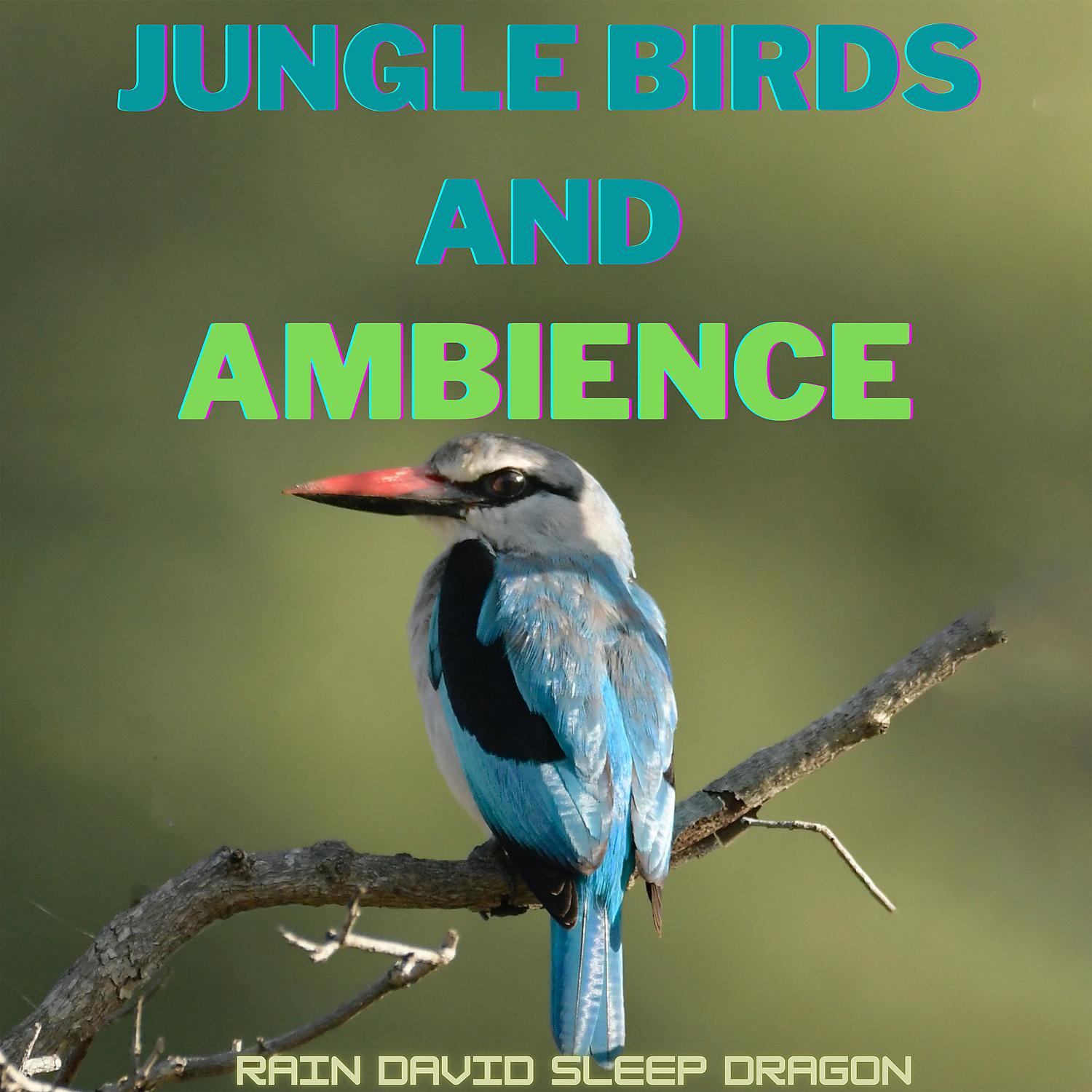 Постер альбома Jungle Birds and Ambience