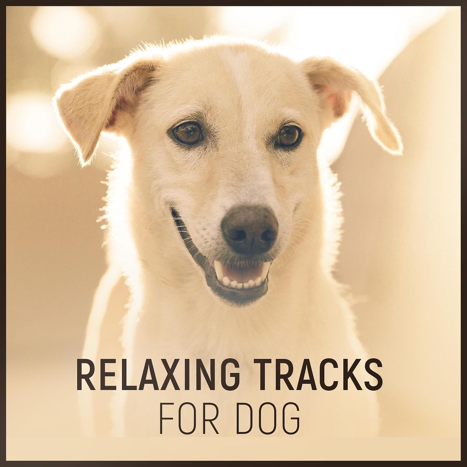 Dog Music - Relaxation Meditation (Stress Reduction)