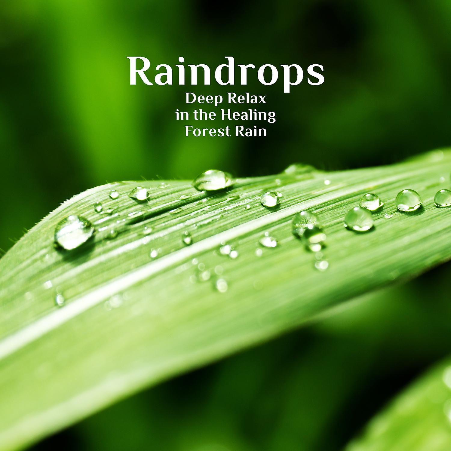 Постер альбома Raindrops: Deep Relax in the Healing Forest Rain, Soothing Sounds of Nature for Deep Sleep and Relaxation Meditation, Rain Ambience with Thunderstorm & Birds