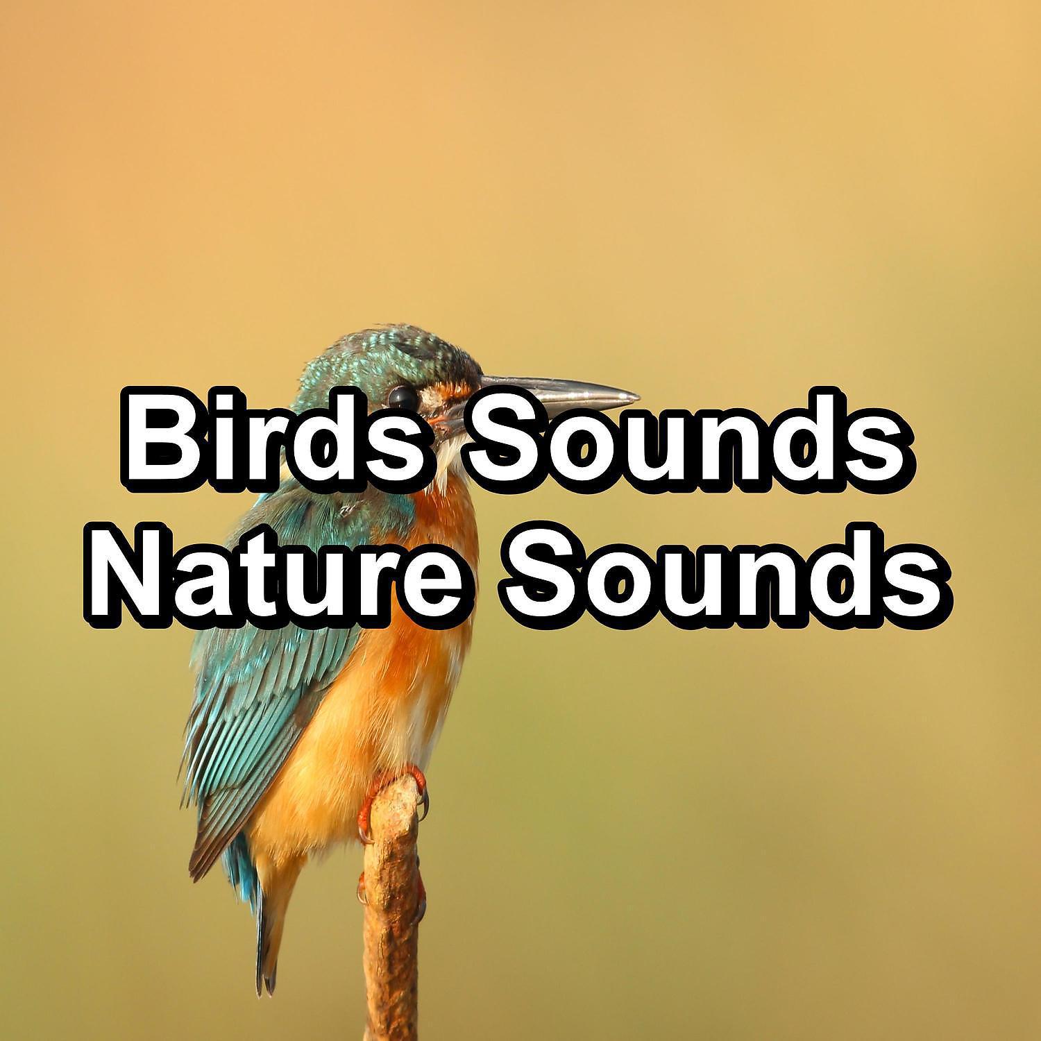 Nature And Bird Sounds - Birds Sounds Garden Bird Songs For Babies