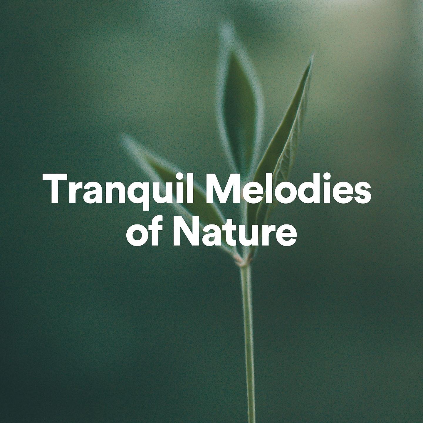 Постер альбома Tranquil Melodies of Nature