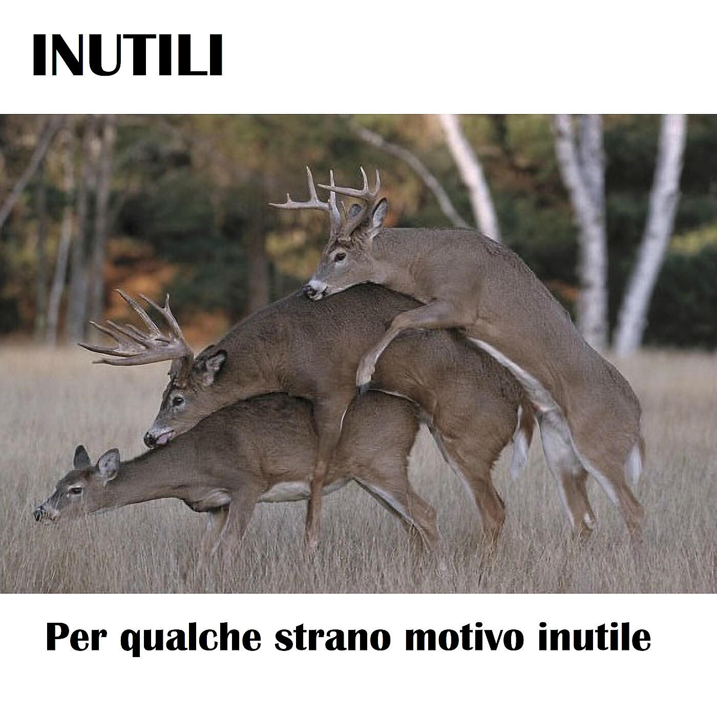 Inutili - Buchi