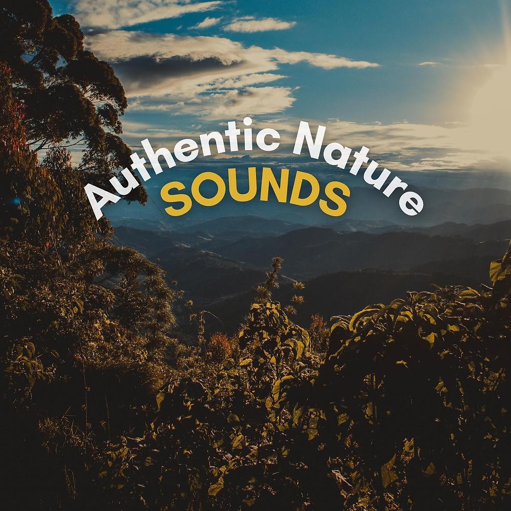 Постер альбома Authentic Nature Sounds