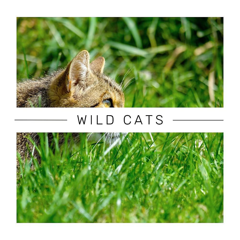 Music For Cats Peace - A Cat's Fave Sound Track