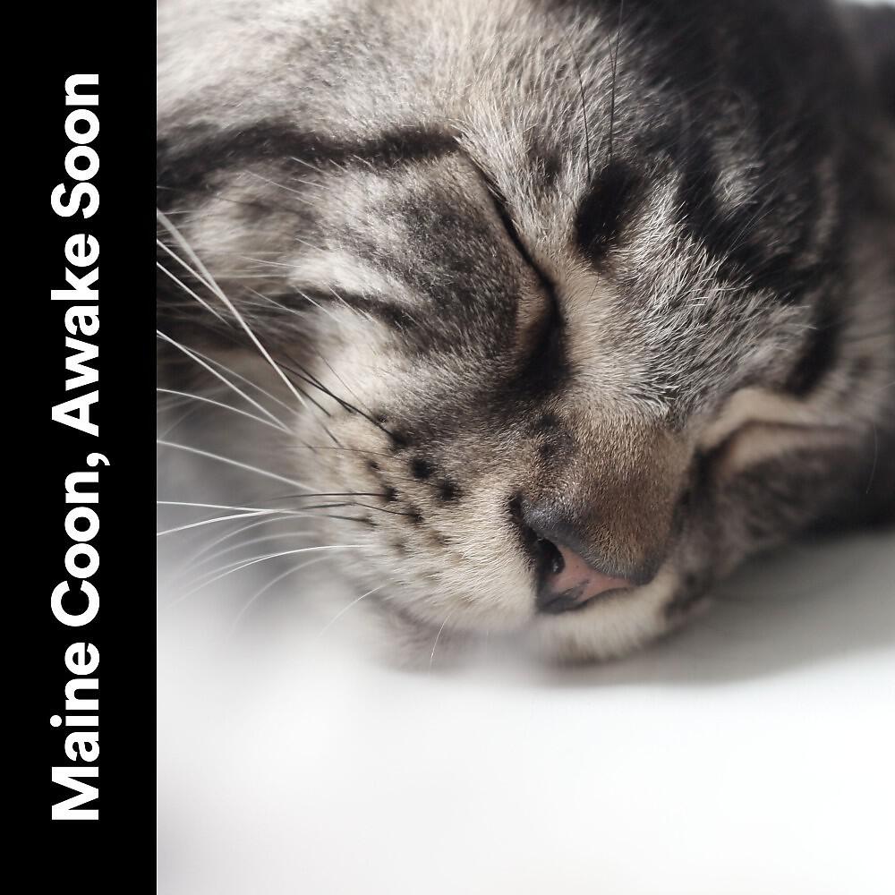 Music For Cats Peace - Ultimate Zen Music for Your Cat, Pt. 2