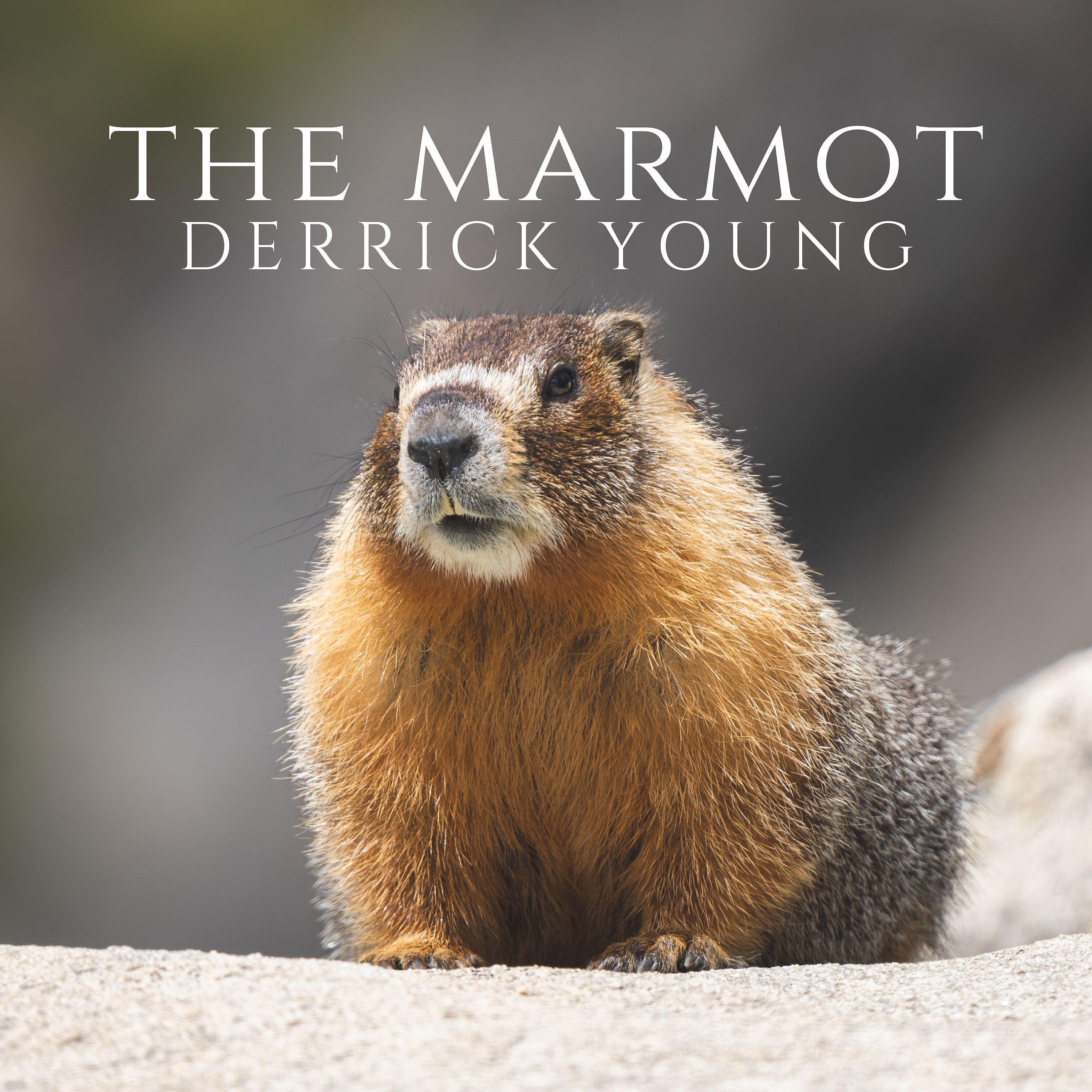 Derrick Young - Dioptrics Snowflakes