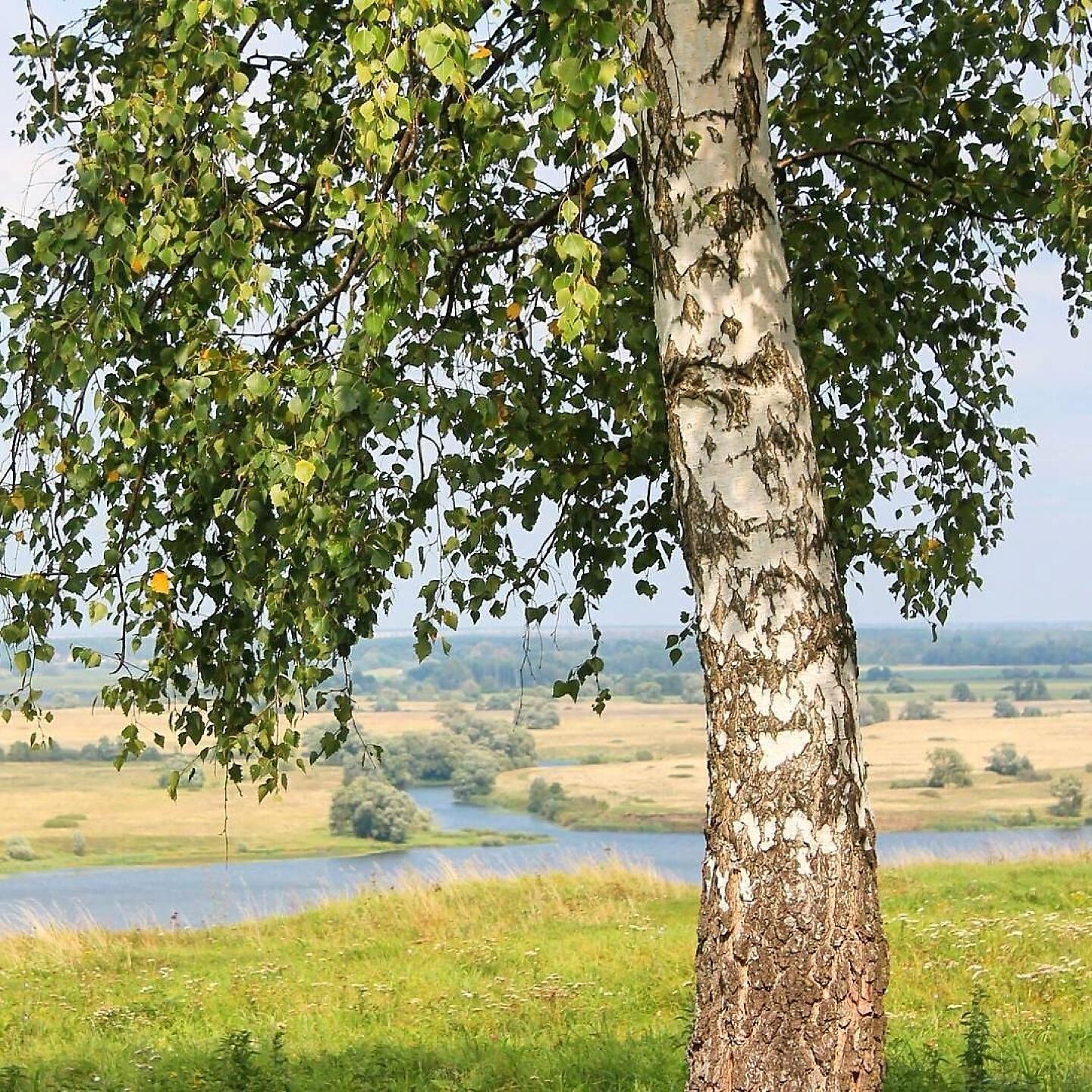 Средний березка