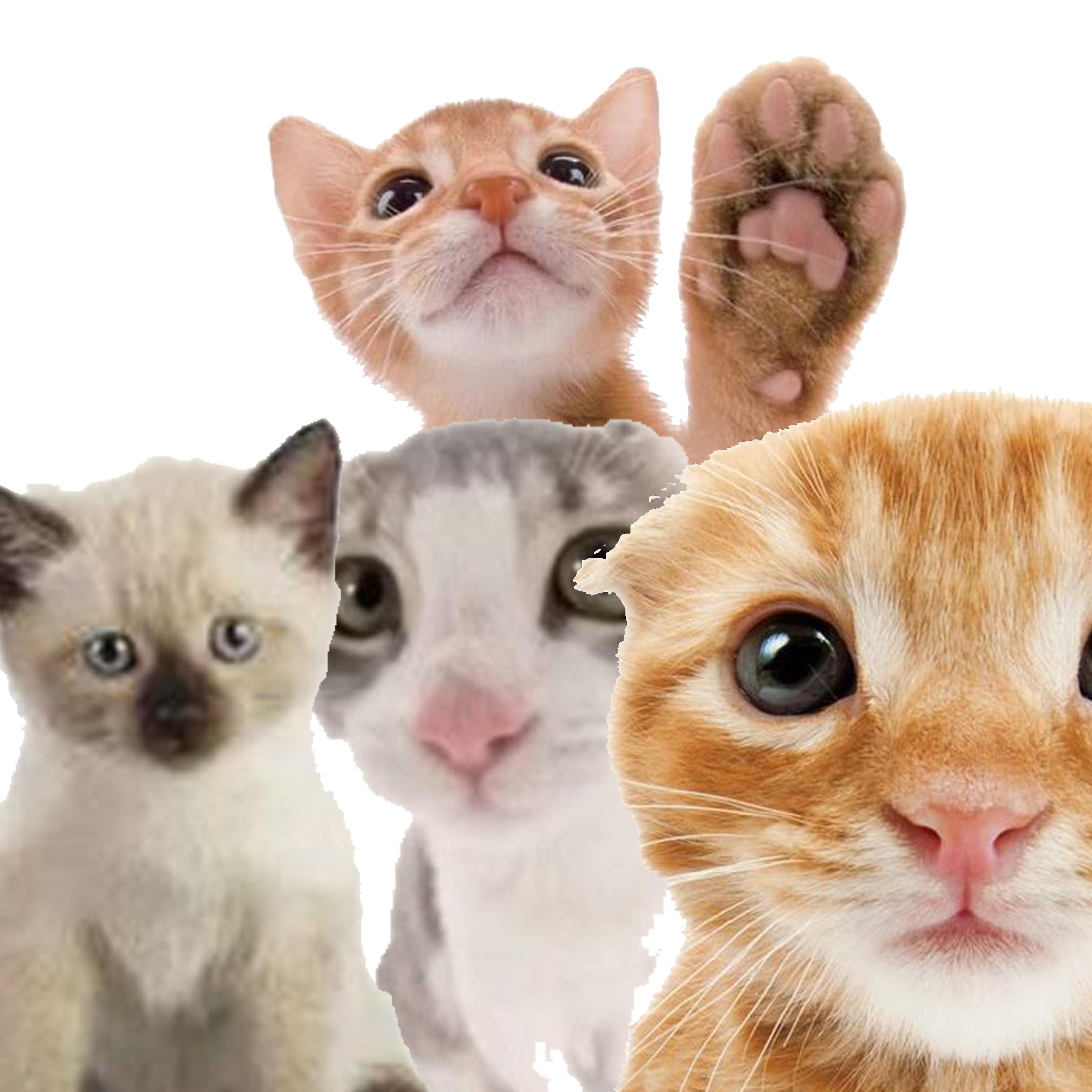 Постер альбома Kitten's Day