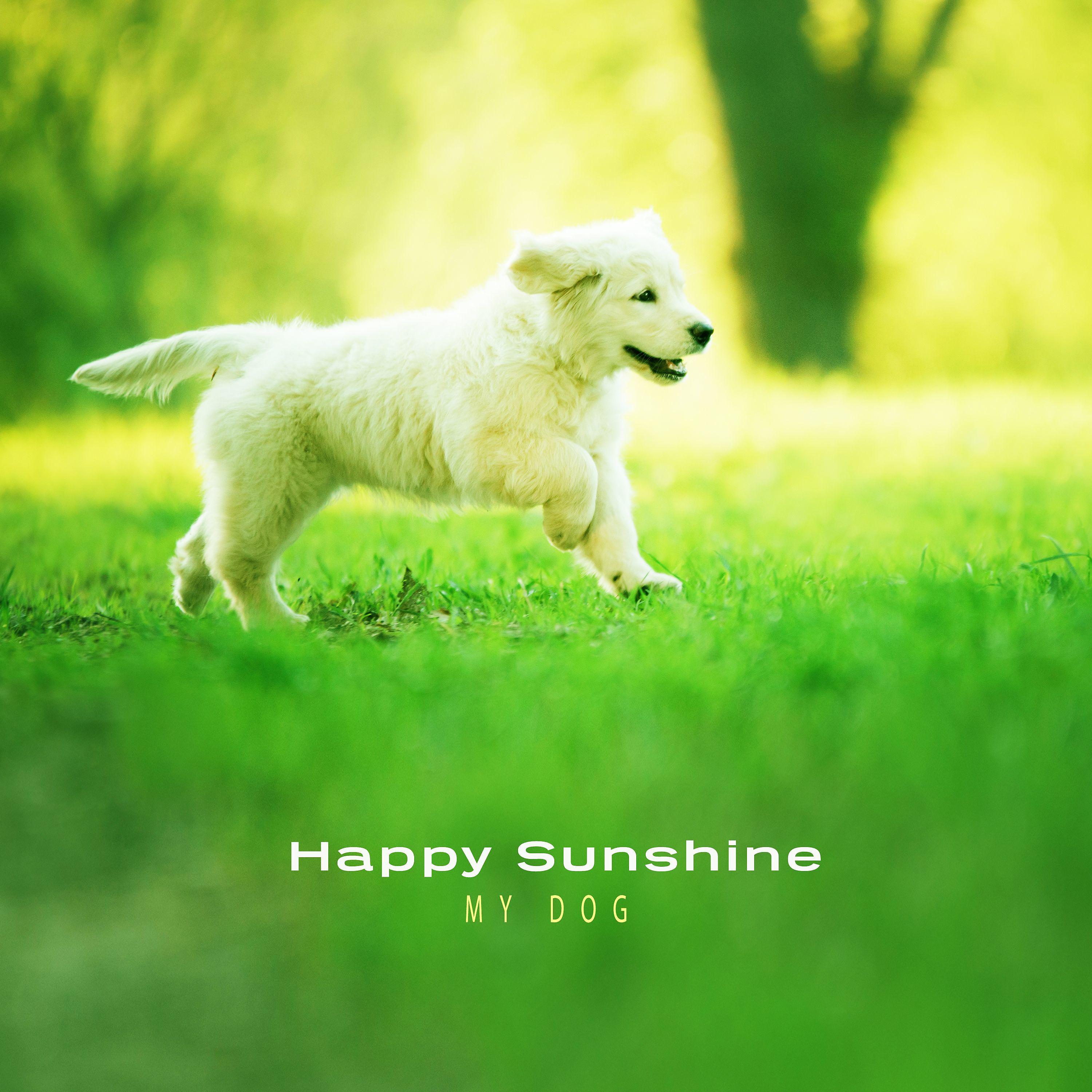 Постер альбома Joyful Sunshine