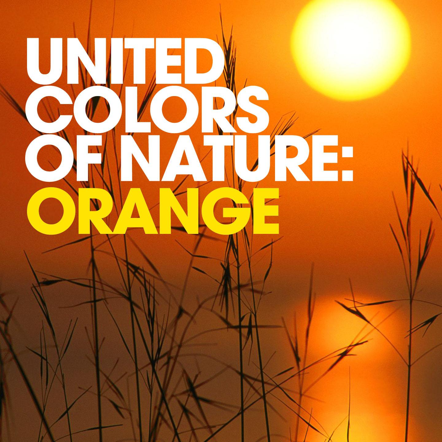 Постер альбома United Colors of Nature: Orange