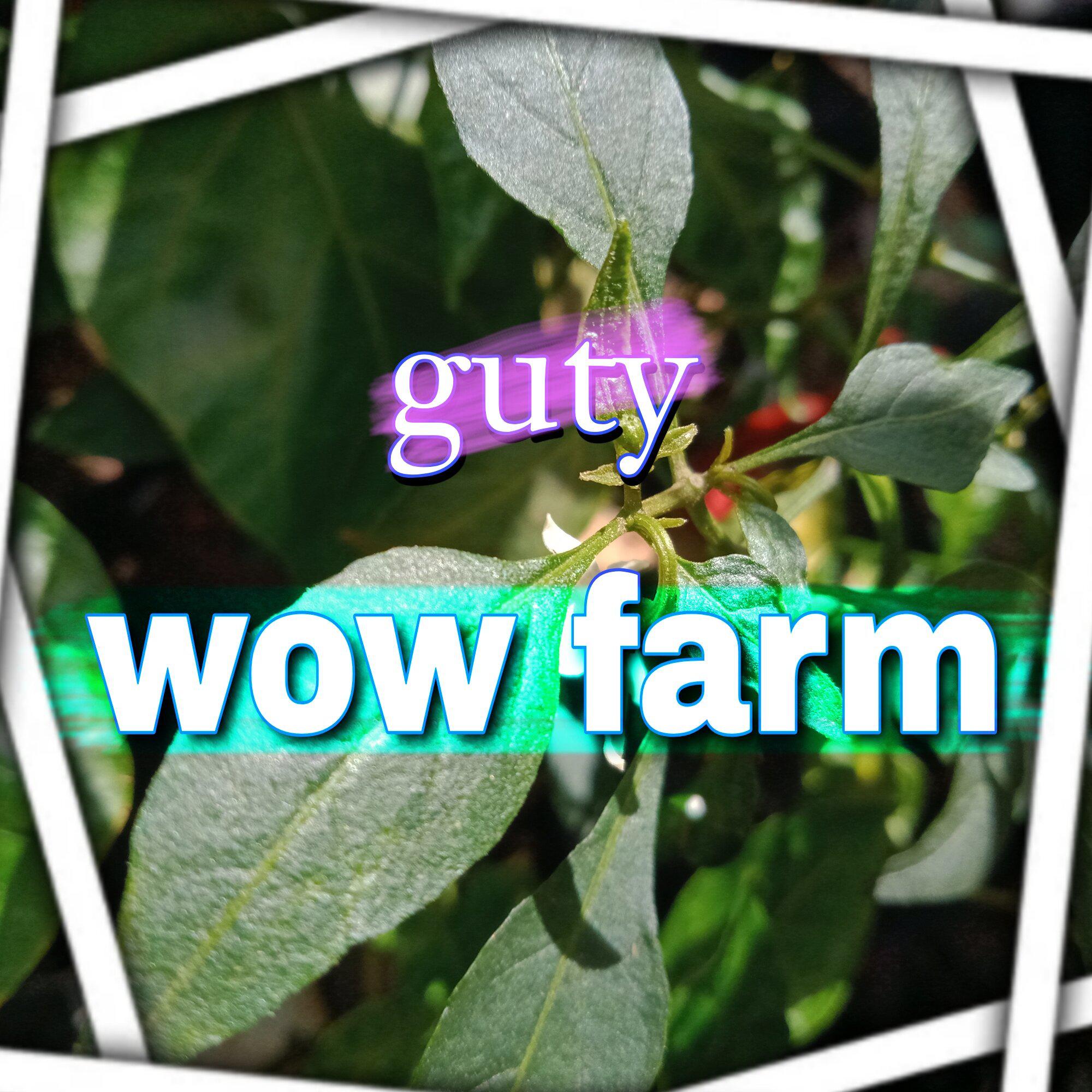 Постер альбома wow farm