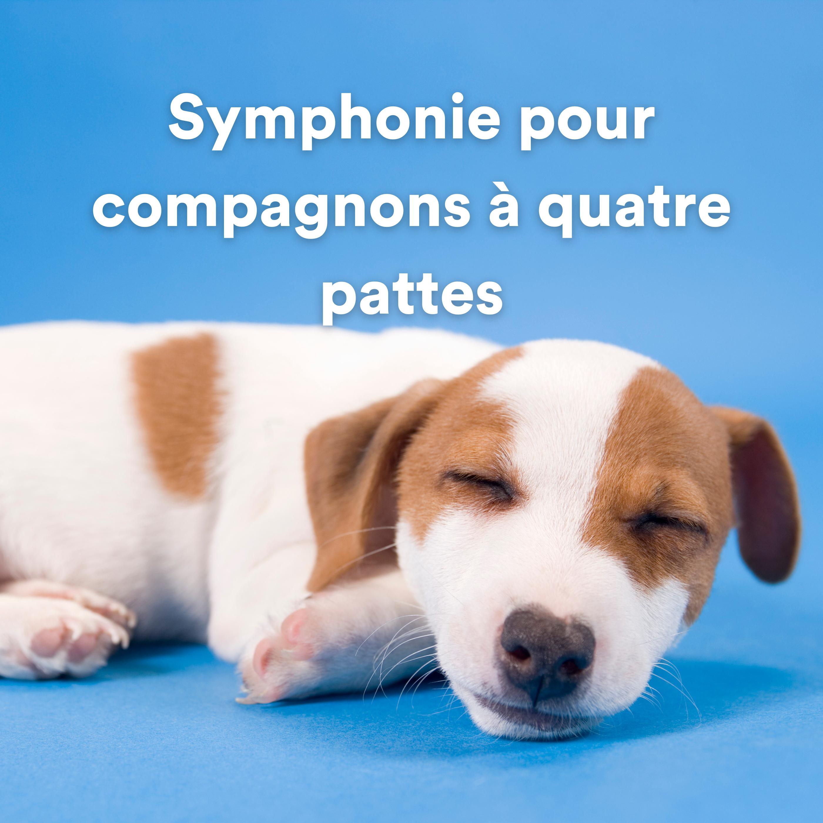 Постер альбома Symphonie pour compagnons à quatre pattes