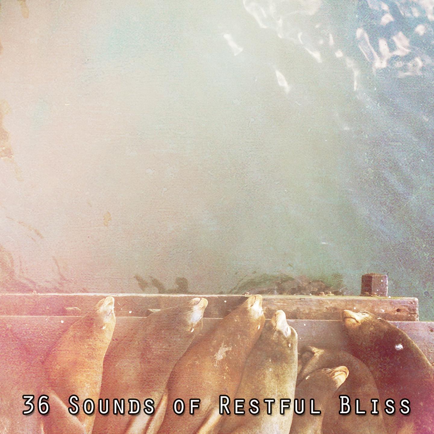 Постер альбома 36 Sounds of Restful Bliss