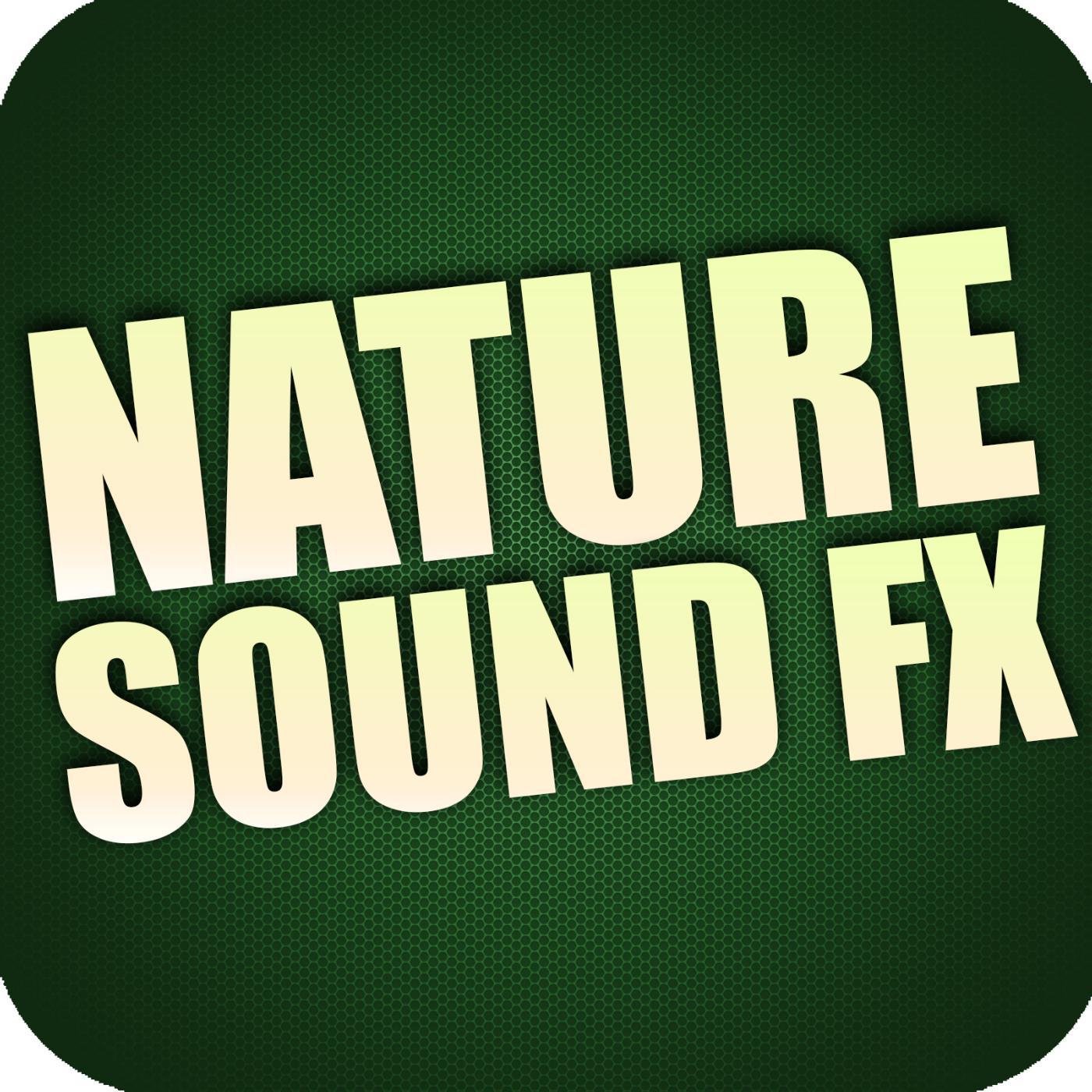 Royalty Free Sound Effects Factory - Pier Ambience Bugs and Water