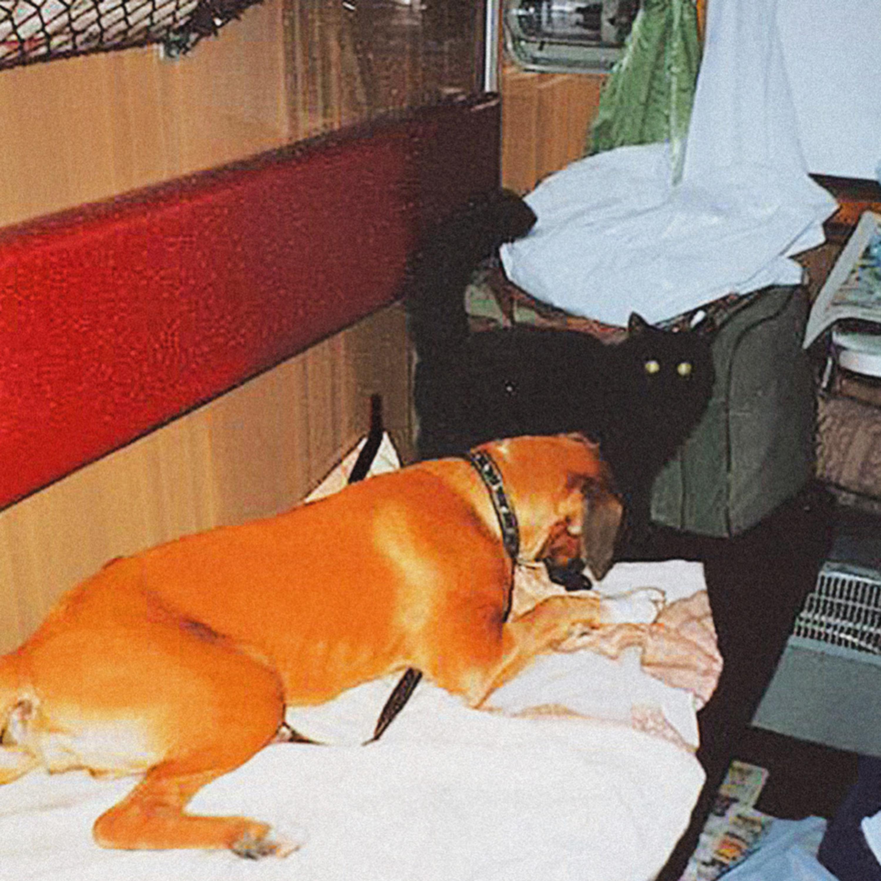 Собака в купе. Собака в поезде. Купе для животных. Вагон с животными. Как провезти собаку в поезде