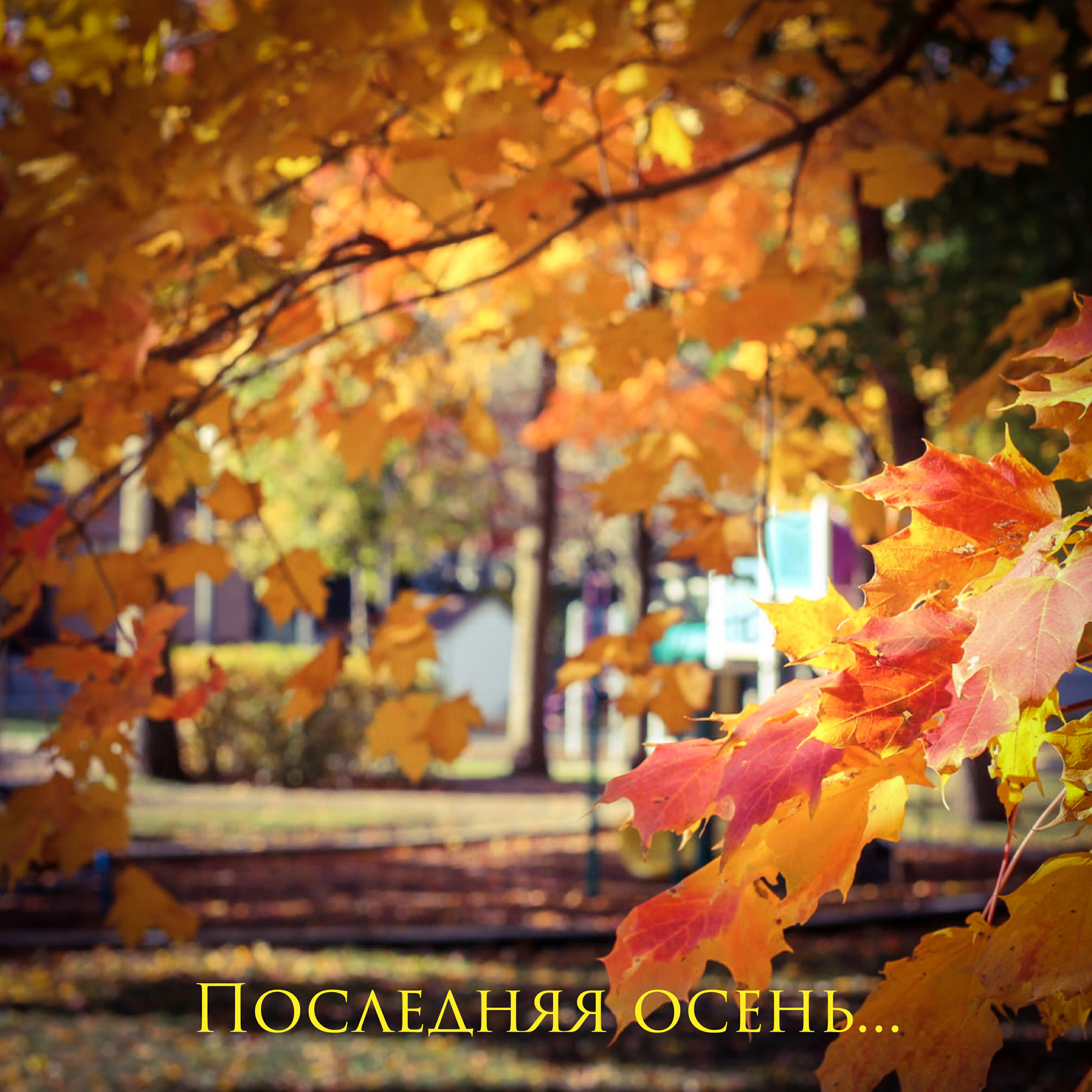 Пейзаж листва. Осень в лесу. Вересень листопад. Вересень листопад. Сентябрь природа.