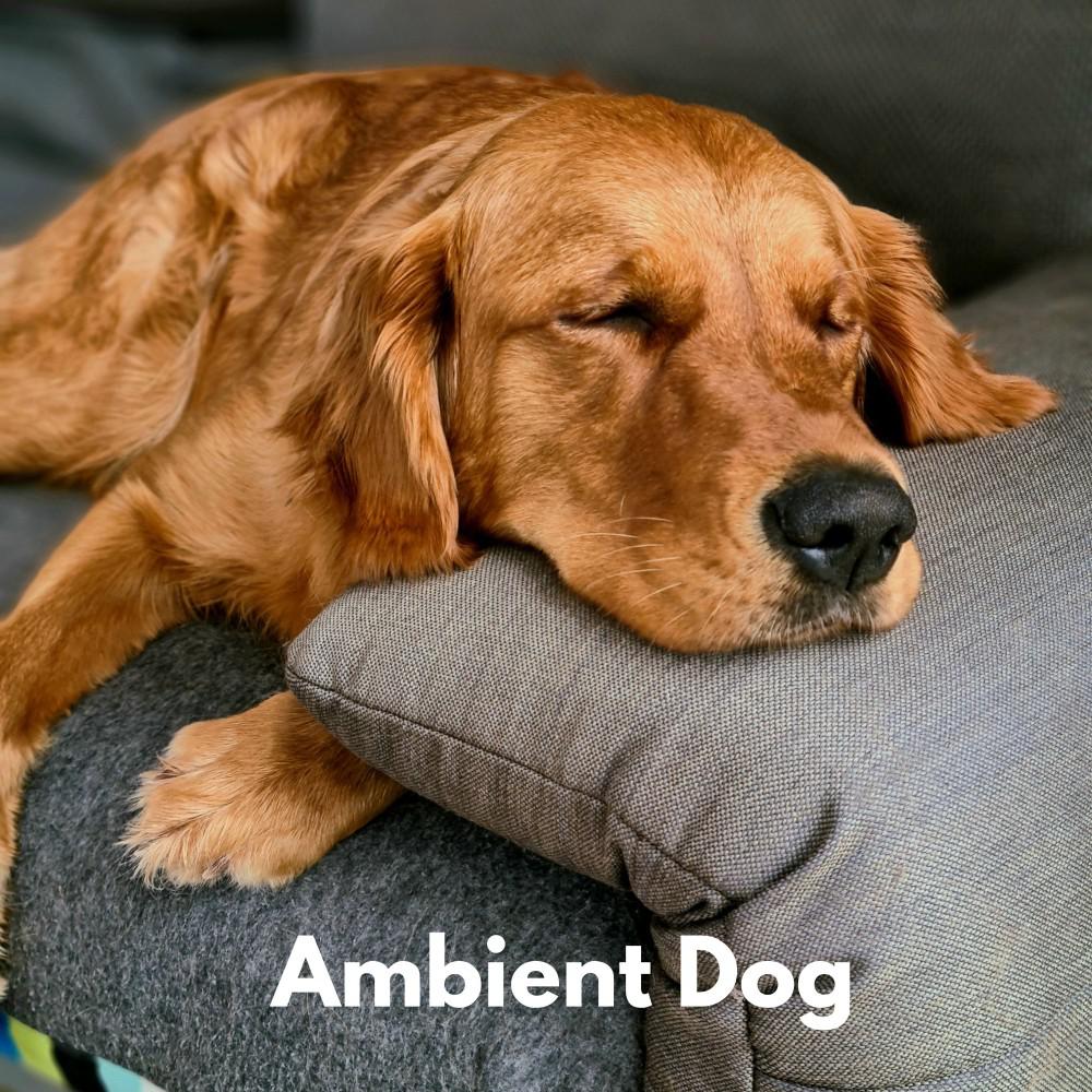 Постер альбома Ambient Dog
