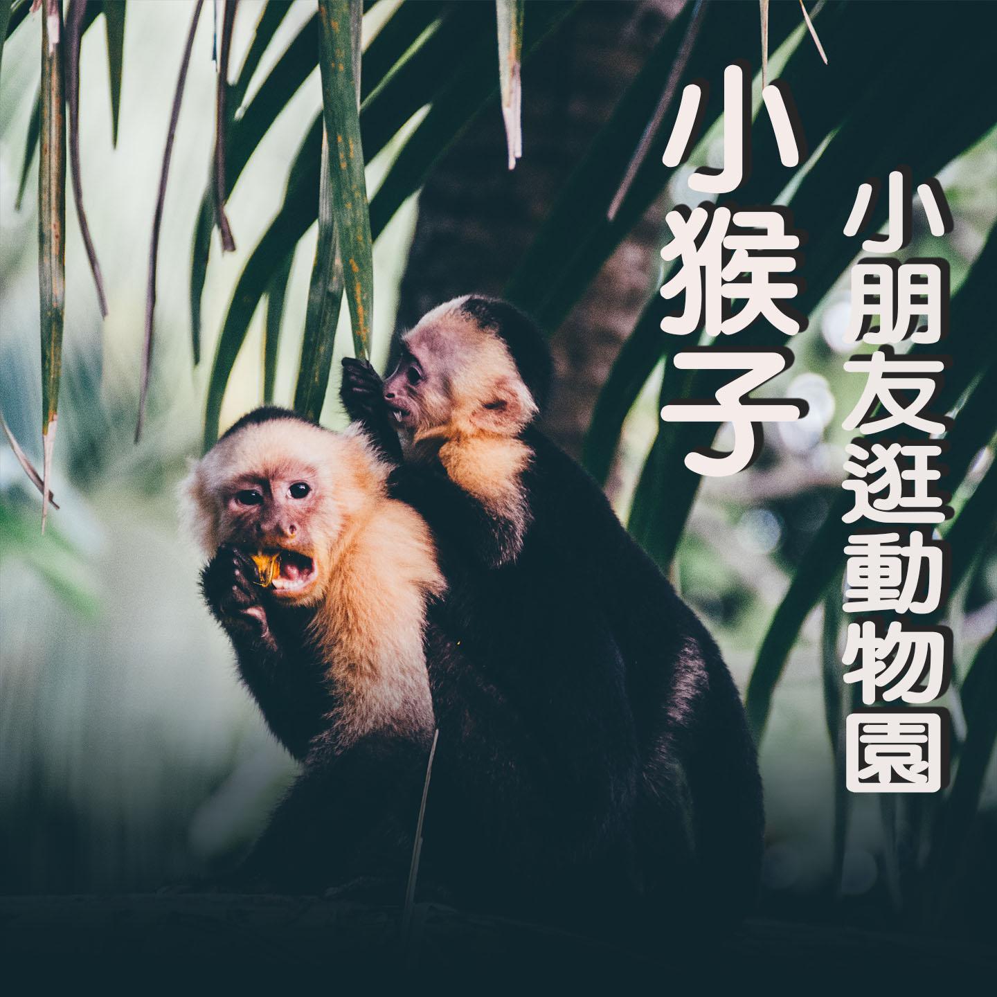 Постер альбома 小猴子