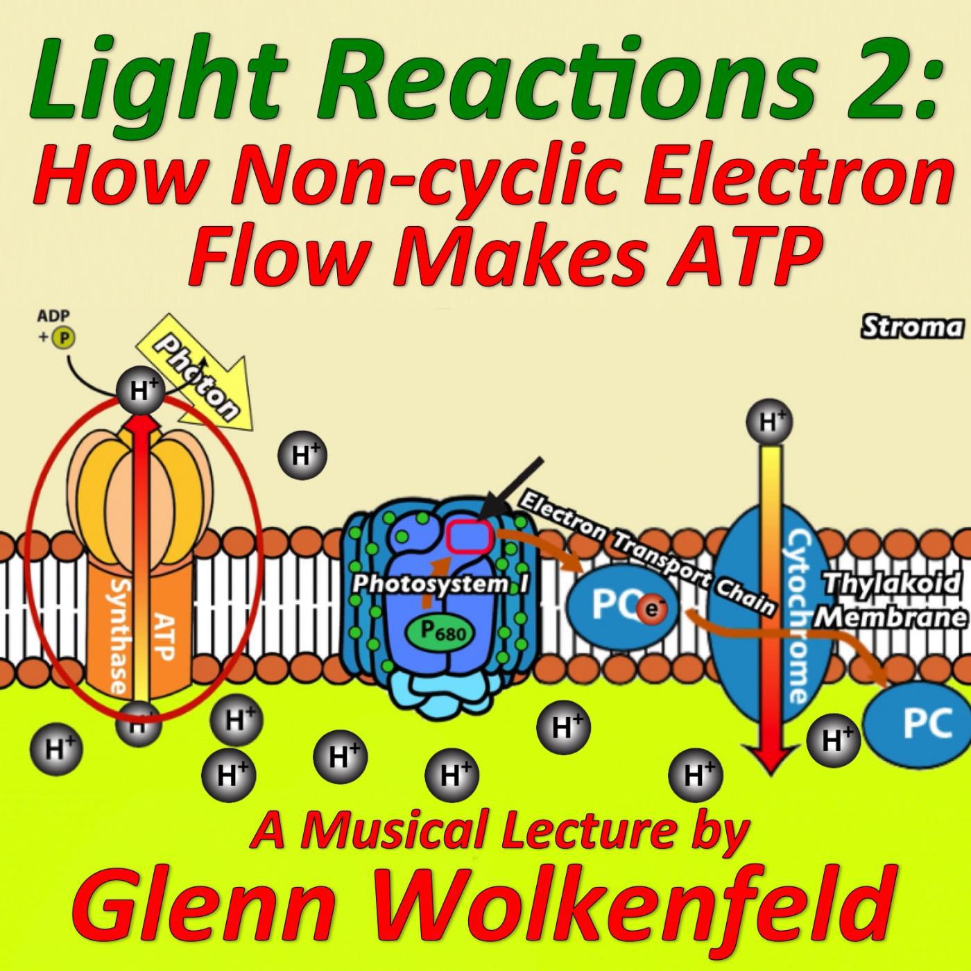 Постер альбома Light Reactions 2: How Non-Cyclic Electron Flow Makes Atp