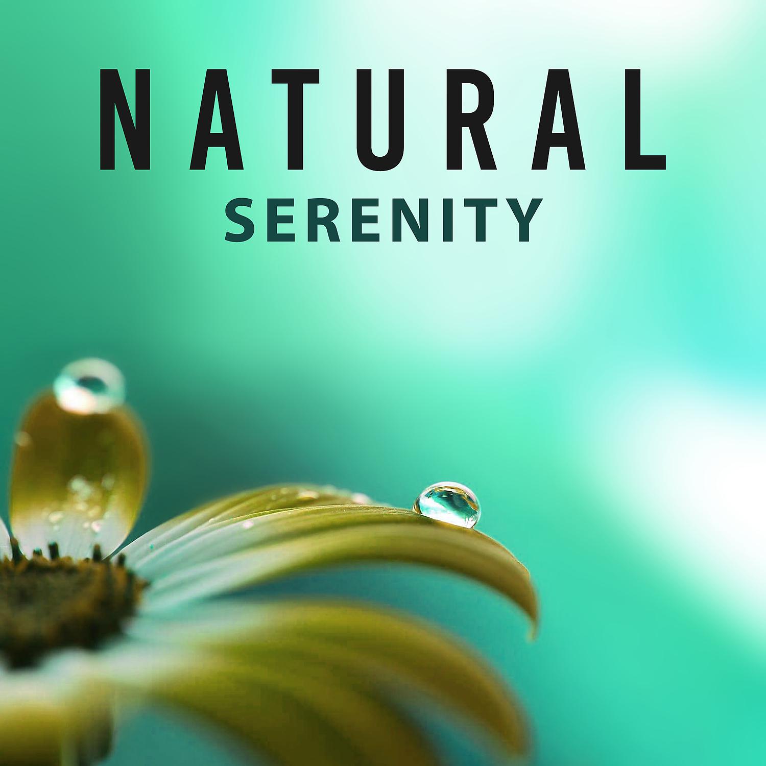 Постер альбома Natural Serenity – Sounds of Nature, Calm Peaceful Natural Music, Earth Music, Nature Relaxation