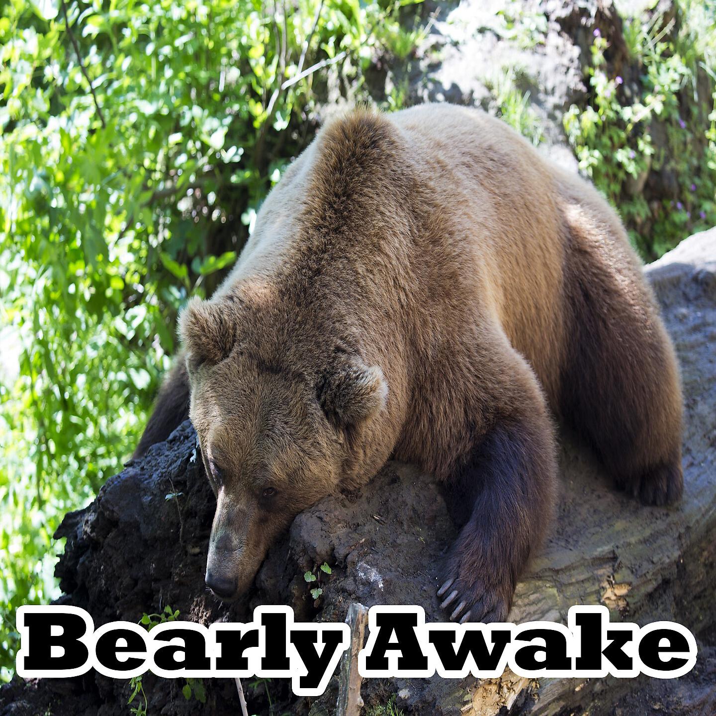 Dormir - The Dawn Chorus Of Binaural Beats