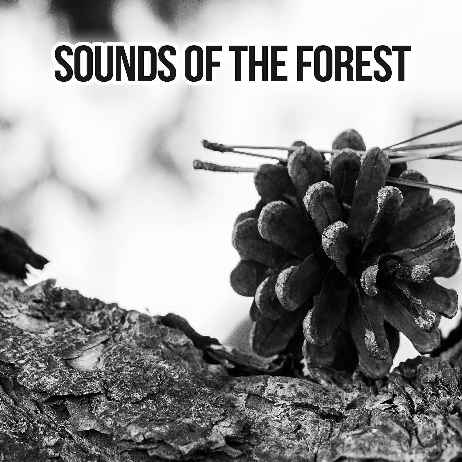VARIOUS ARTISTS - Birds Sounds