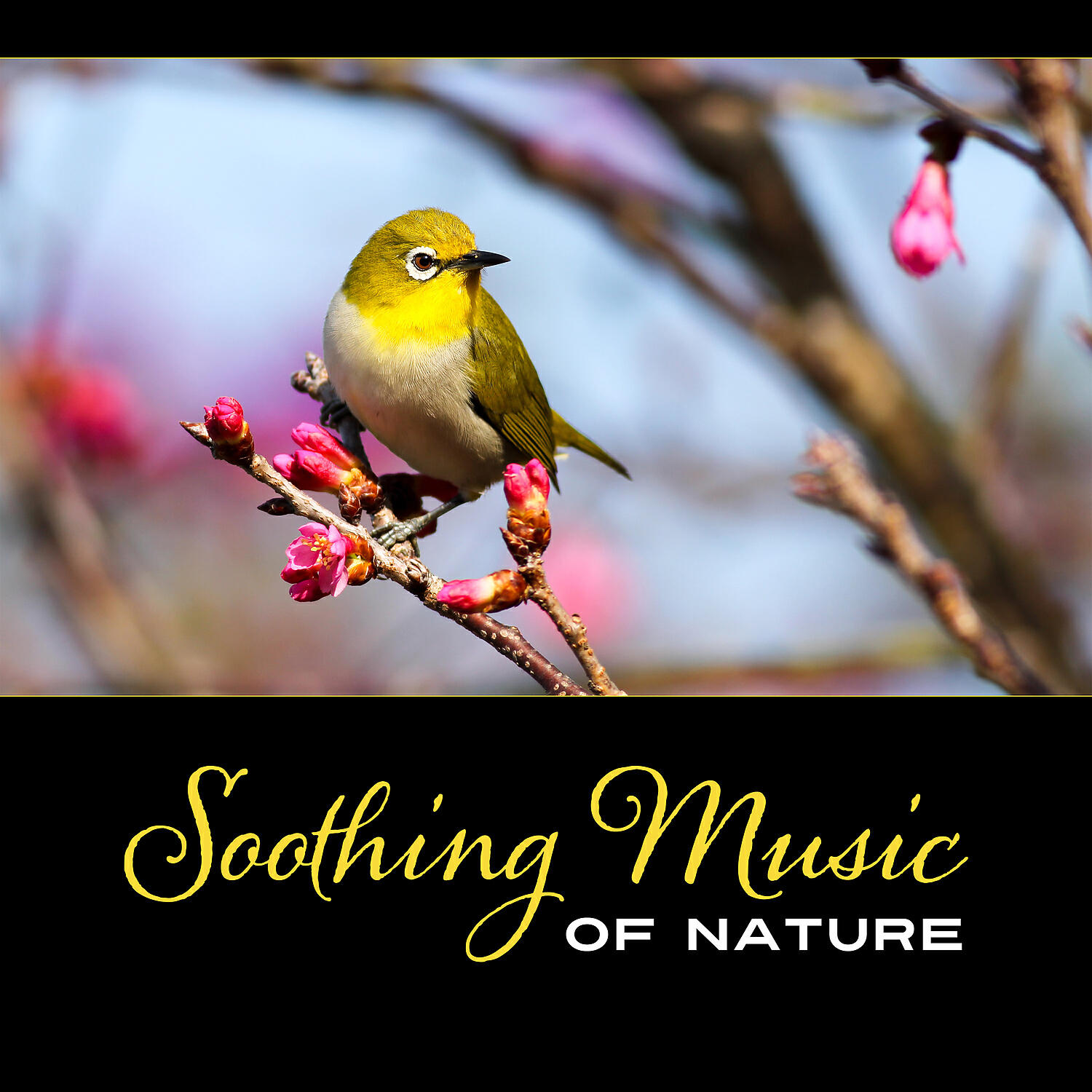 Nature Music Sanctuary - Awaking in the Forest
