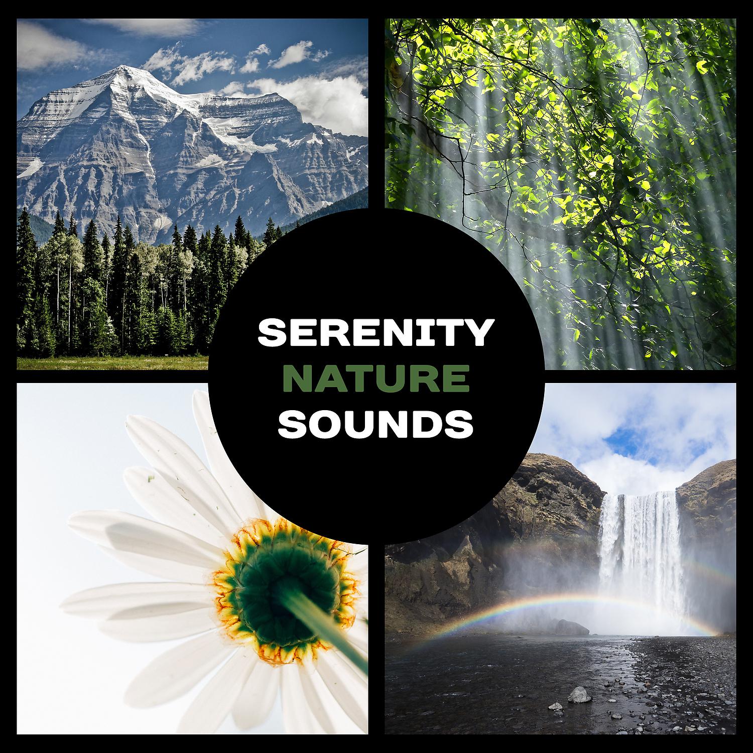 Постер альбома Serenity Nature Sounds – Gentle Relaxation Music, Total Looseness, Meditation in Garden Zen, Beautiful Oasis of Peace, Deep Sleep