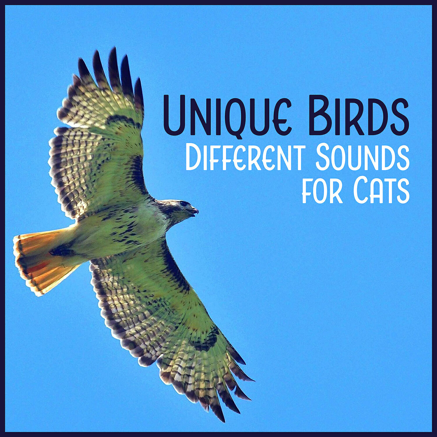 Calm Pets Music Academy - Bird 5: Eagle