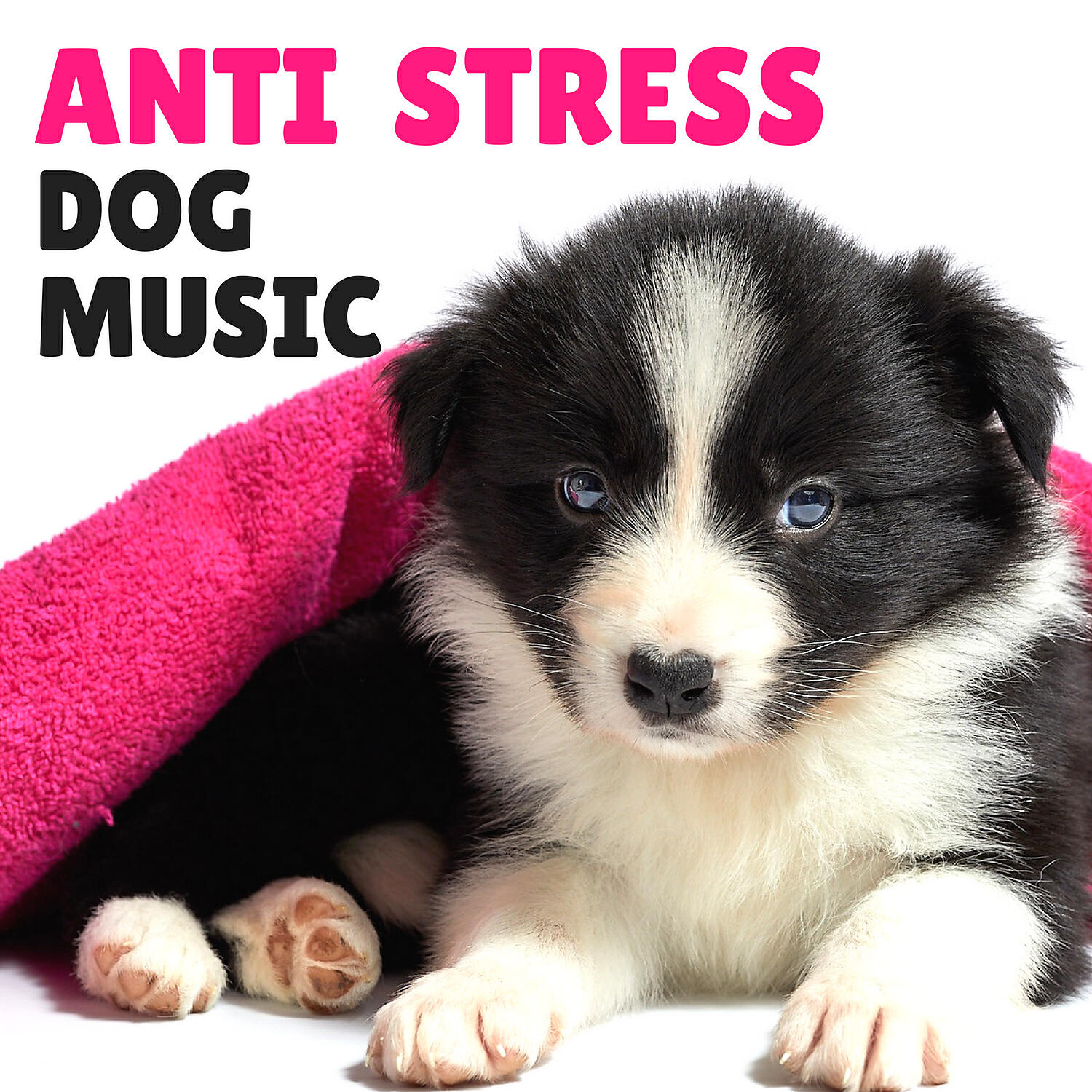 Anti Stress Dog Music - Forest Sounds (Relaxing Nature)