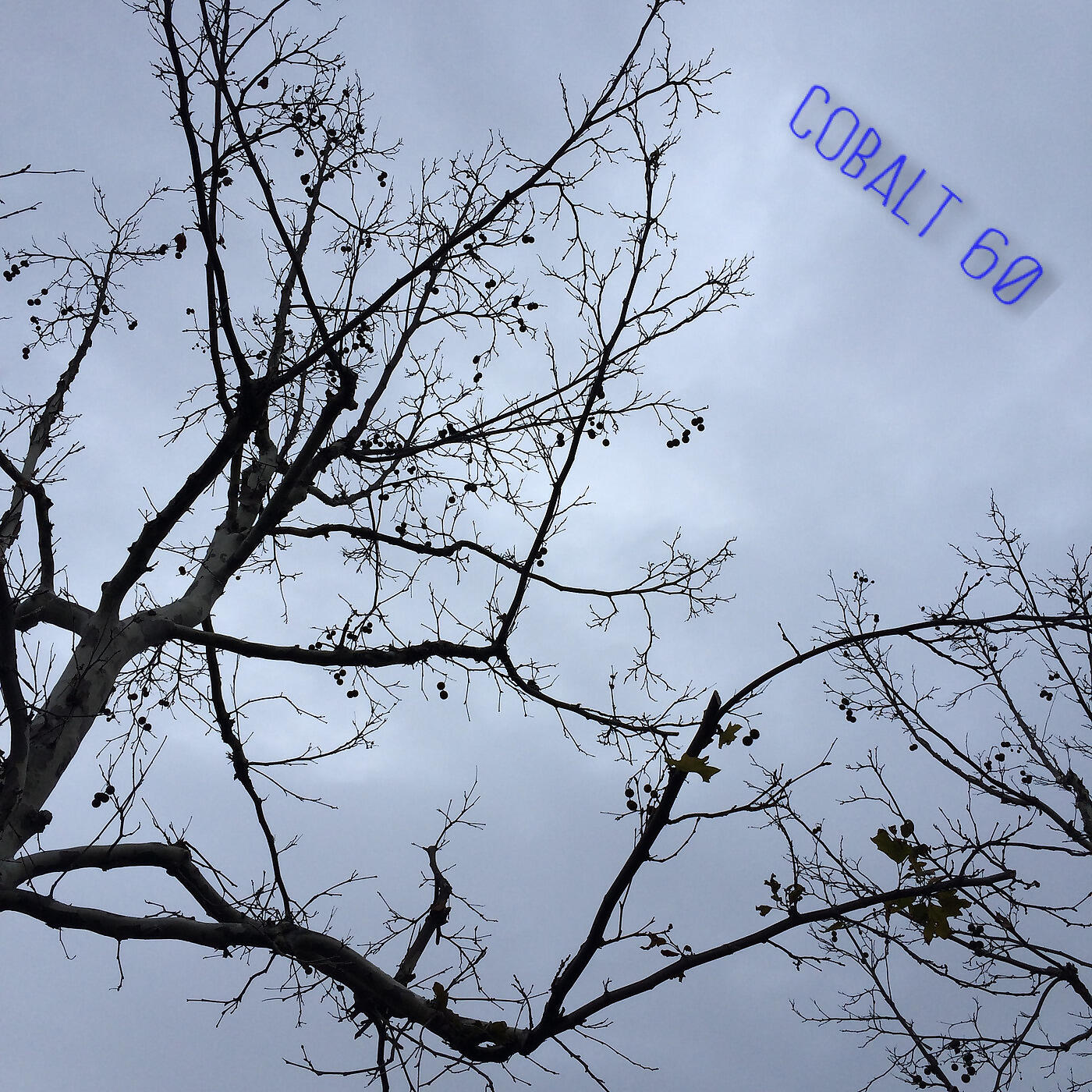 Cobalt 60 - The Grind