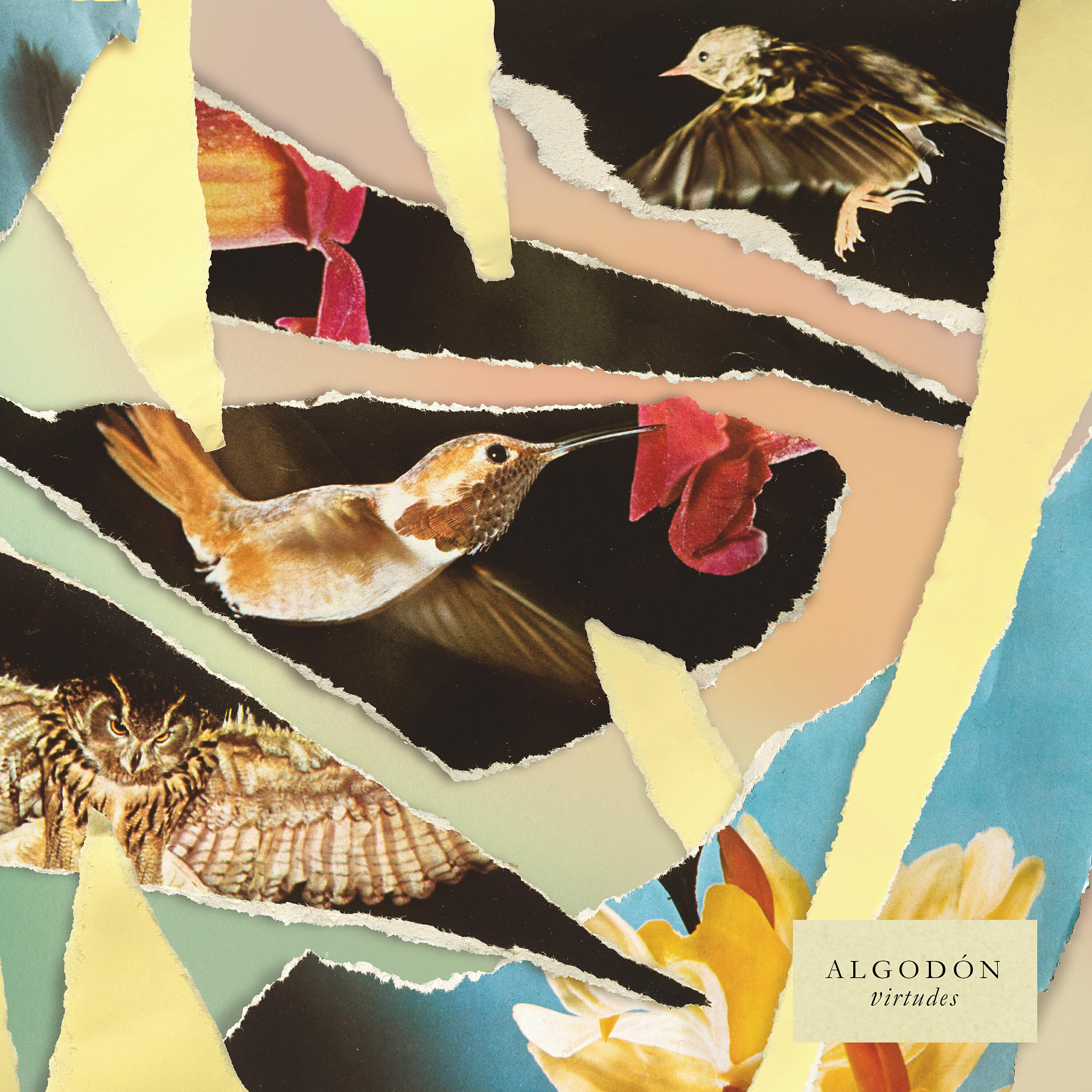Algodón - Hoyo en Uno