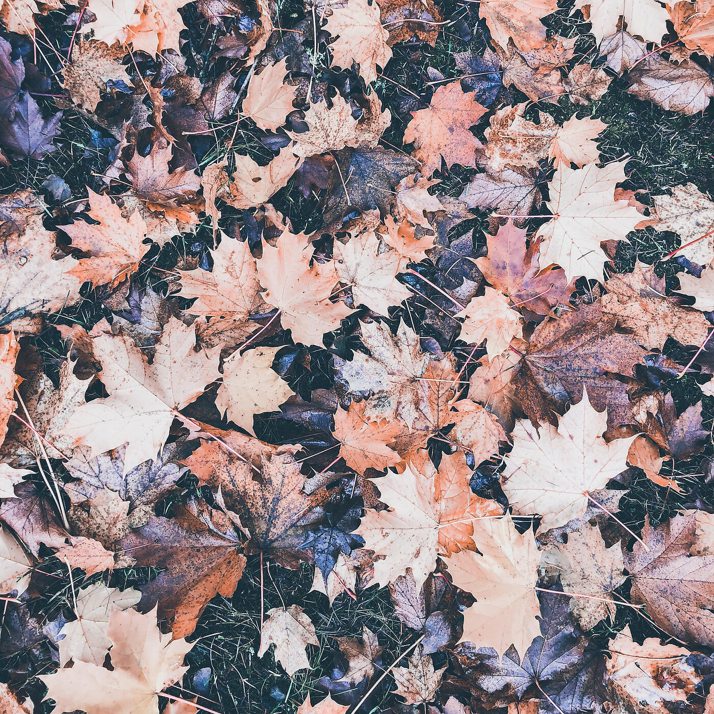 Sophia Zeno - Indian Summer