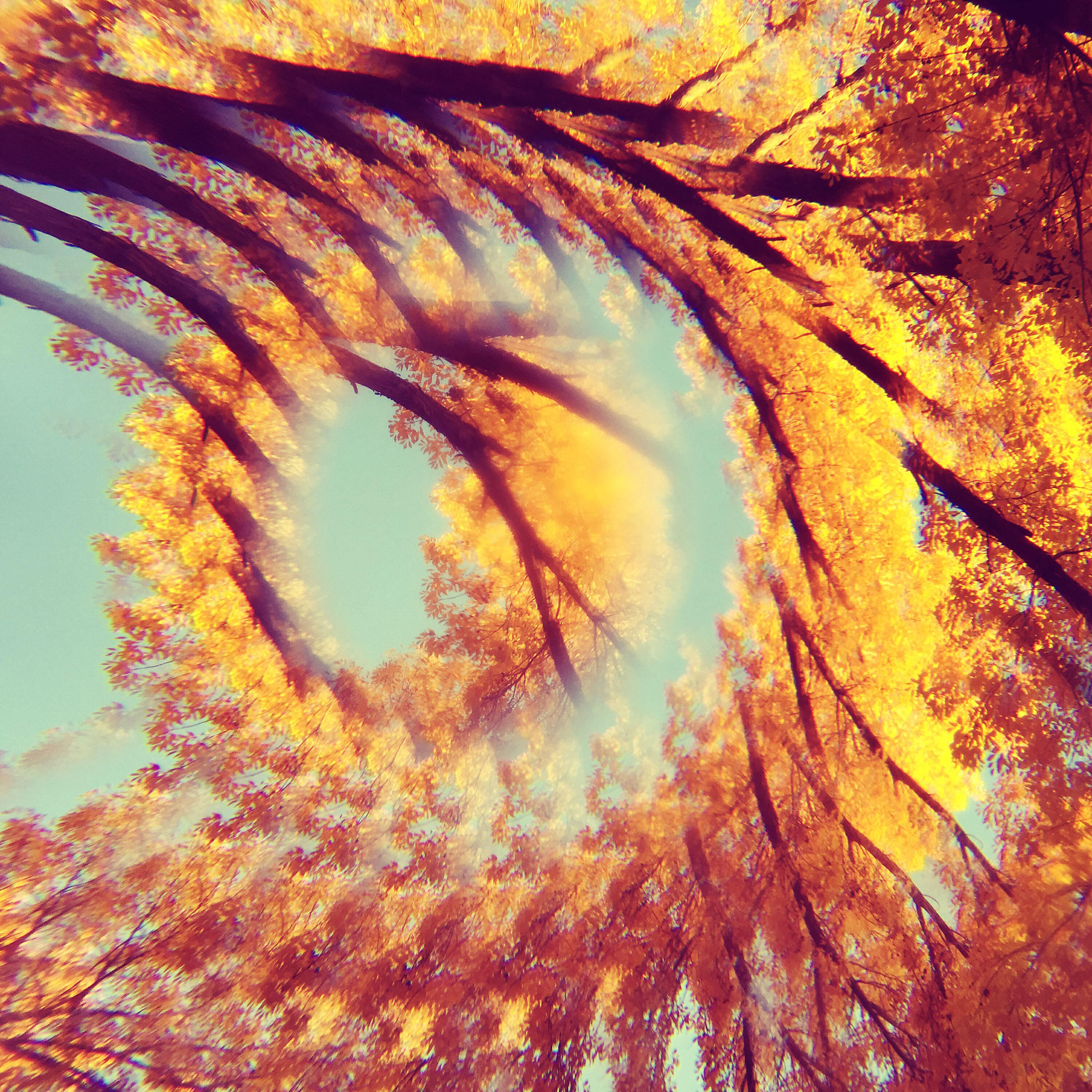 A Hawk - The Sky Is Blue, The Desert Is Yellow