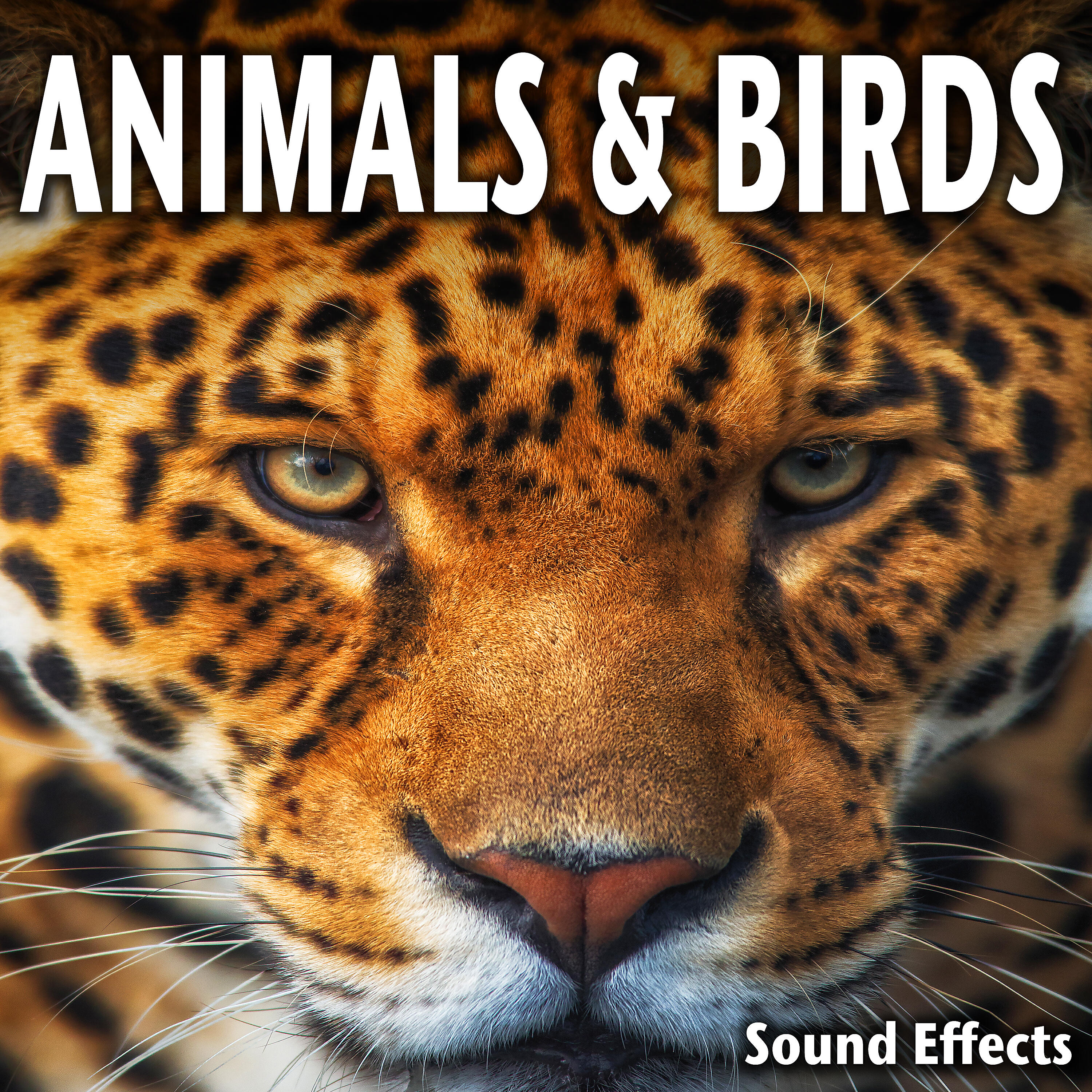 Sound Ideas - Single Donkey Bray