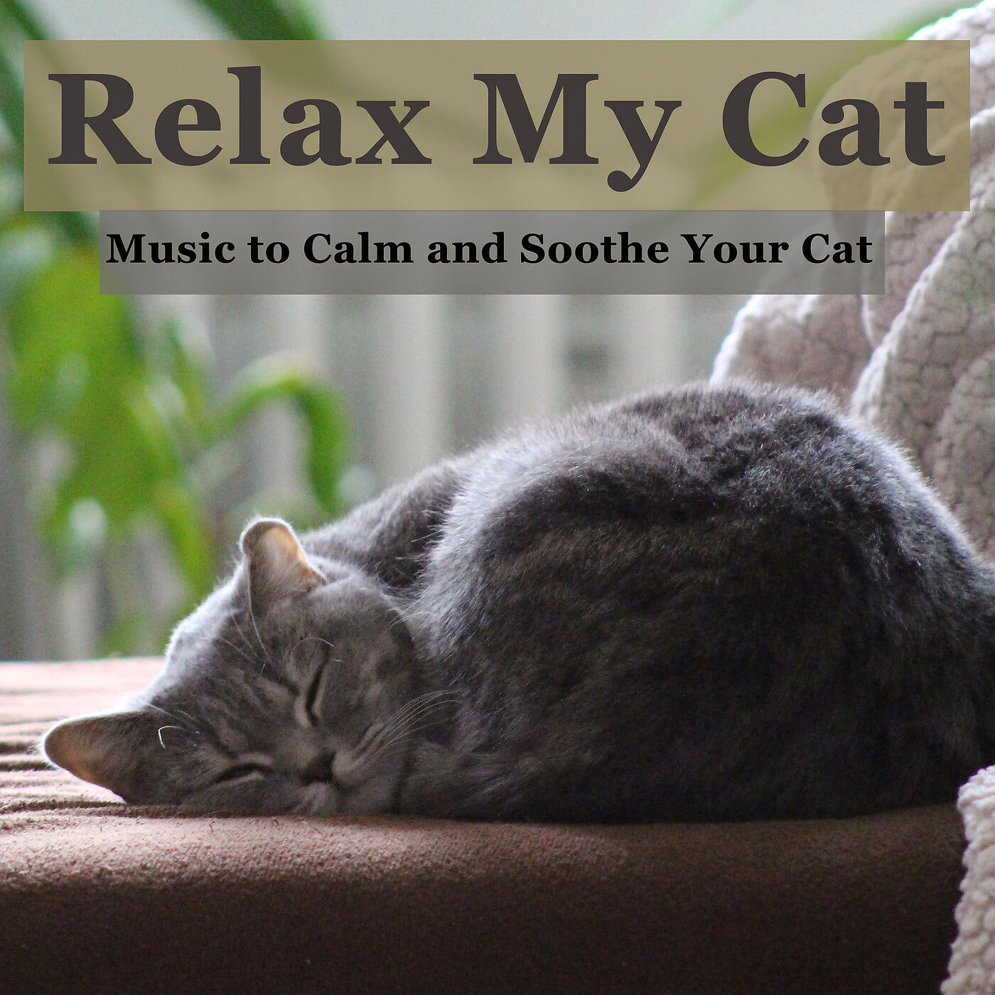RelaxMyCat - Bird Watching