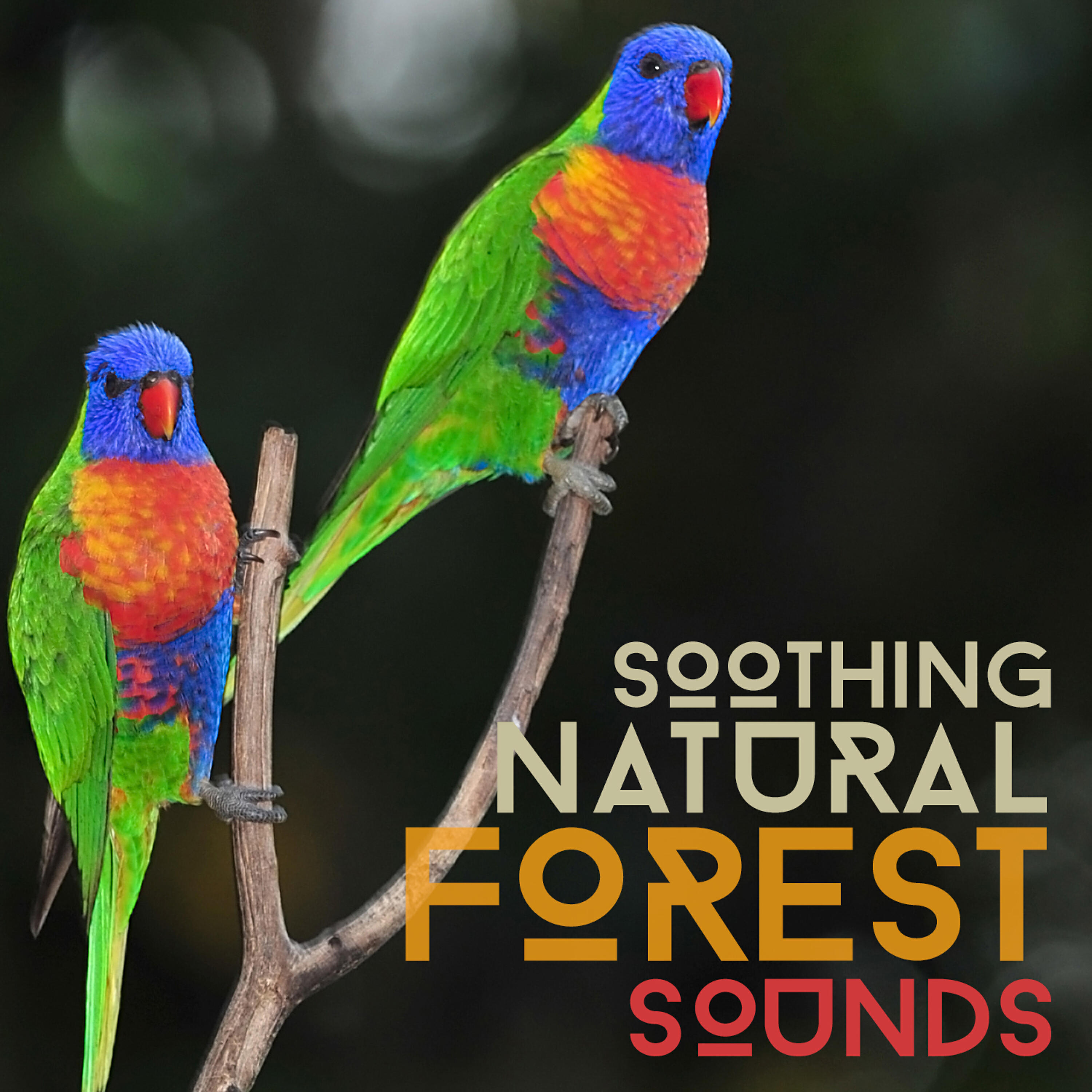 Forest Sounds Relaxing Spa Music Singing Birds - Winding Wings