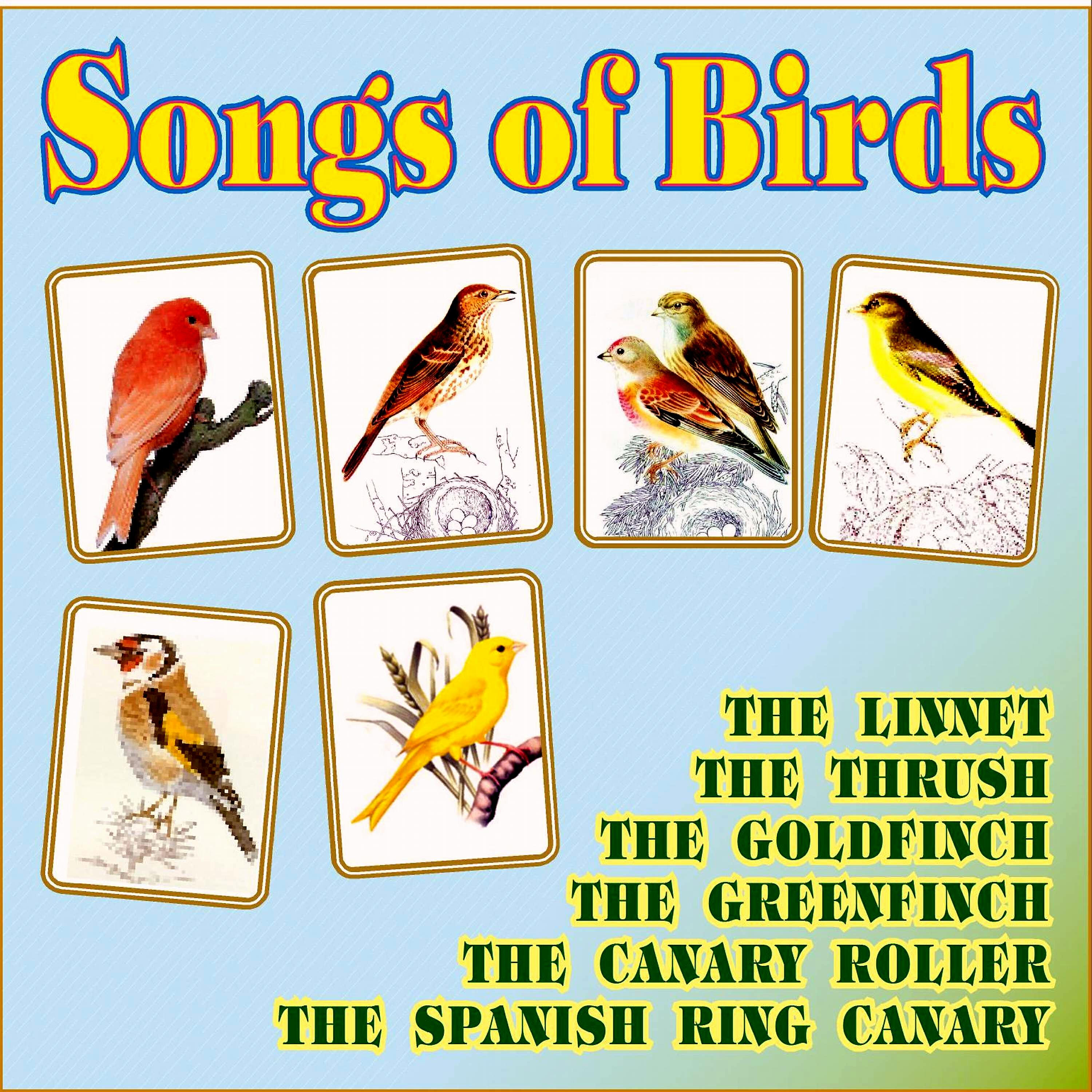 Songs of Birds - The Linnet 2