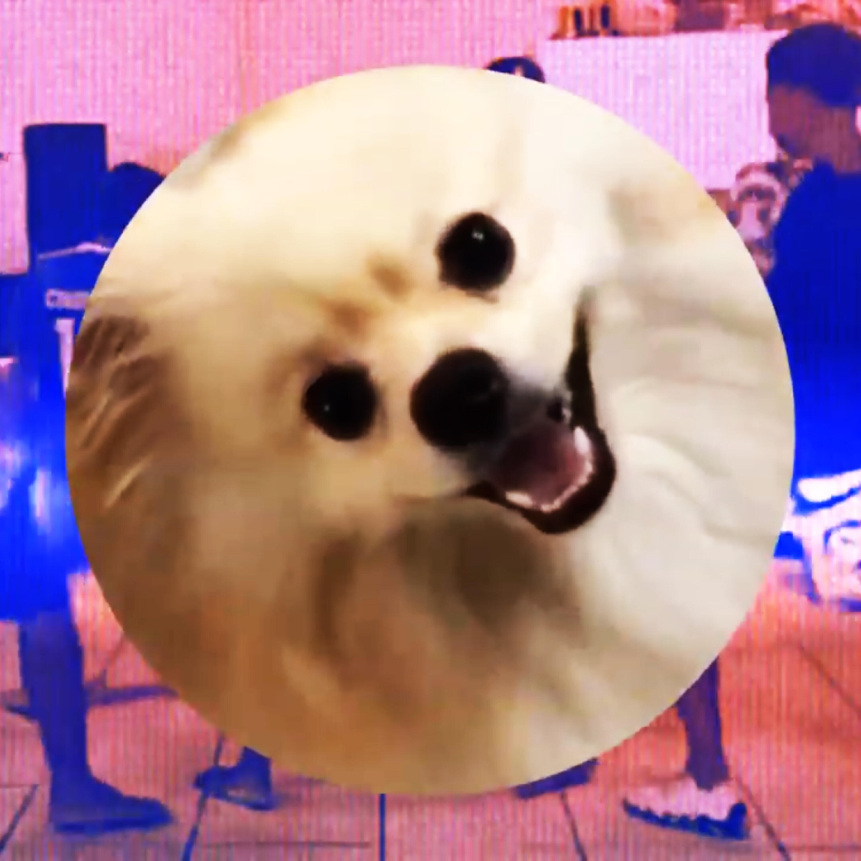 Melted Videos - Funk do Cachorrinho Fiadaputa