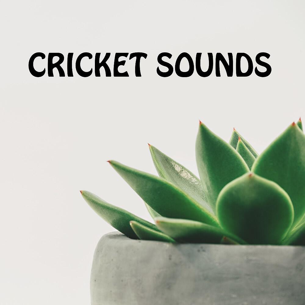 Cricket Sounds - Soothing Cricket Sounds