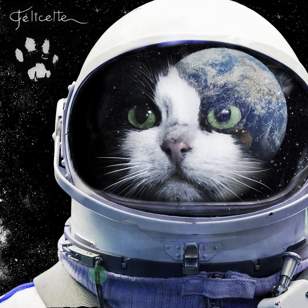 Кошка полетевшая в космос. Кот космонавт Фелисетт. Первая кошка в космосе Фелисетт. 18 Октября 1963 года Франция кошка Фелисетт.