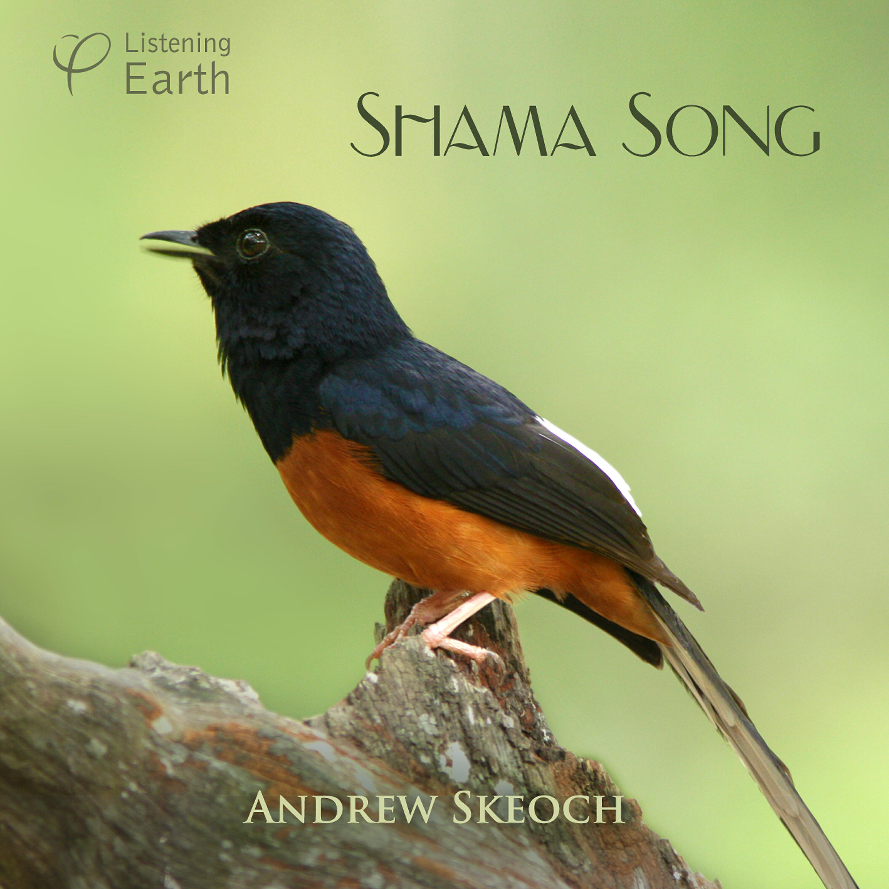Andrew Skeoch - Mid-morning with Hooded Oriole