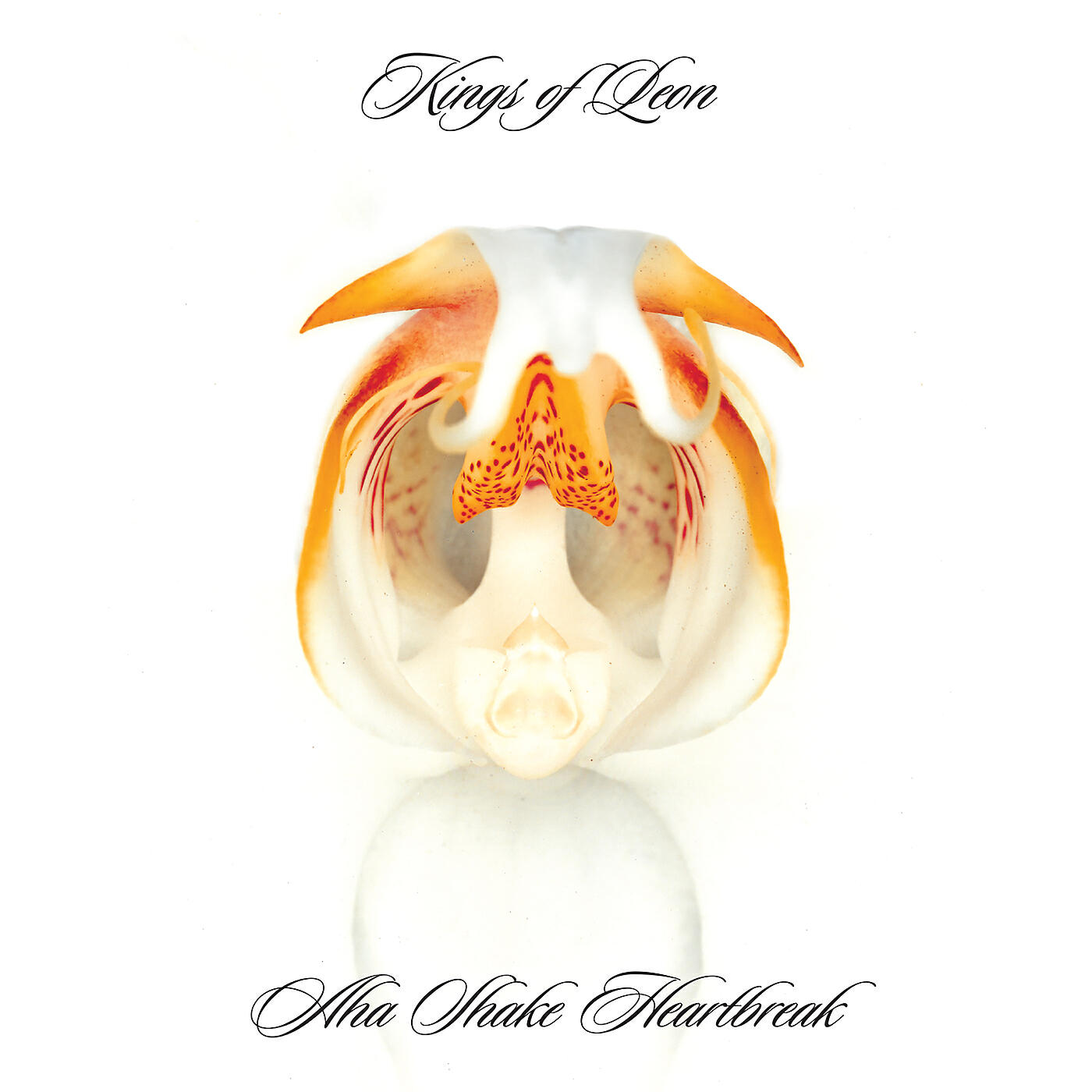 Kings Of Leon - The Bucket
