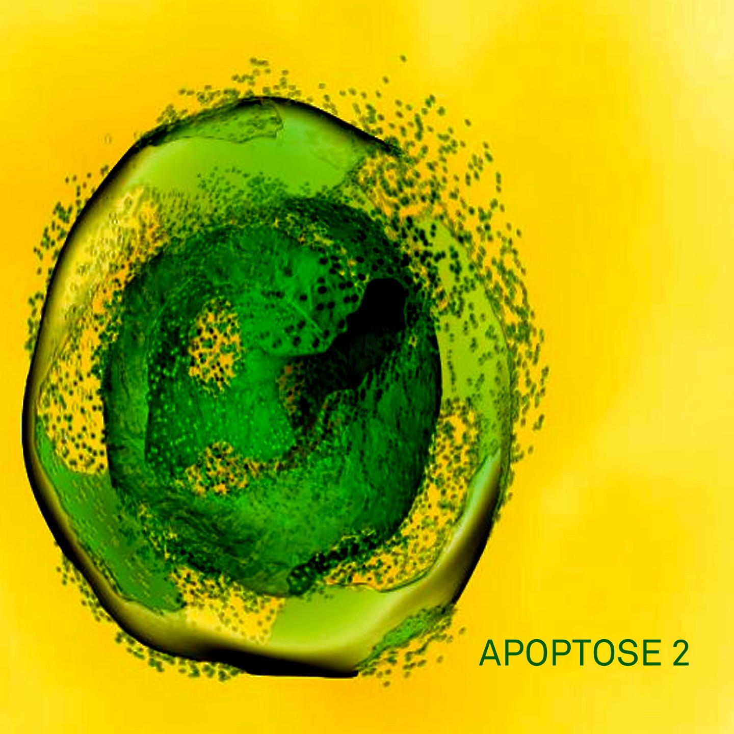 Постер альбома Apoptose 2
