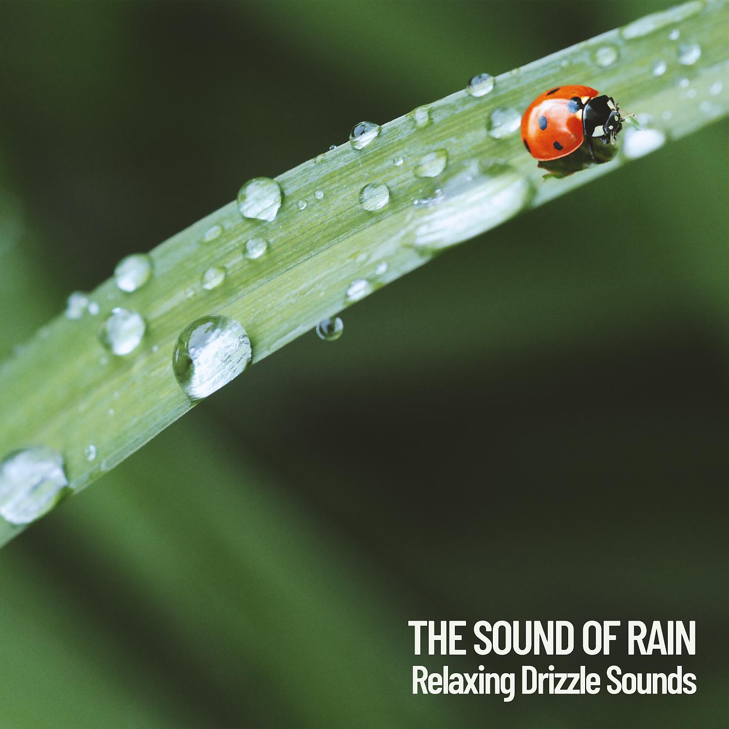 Постер альбома The Sound of Rain: Relaxing Drizzle Sounds
